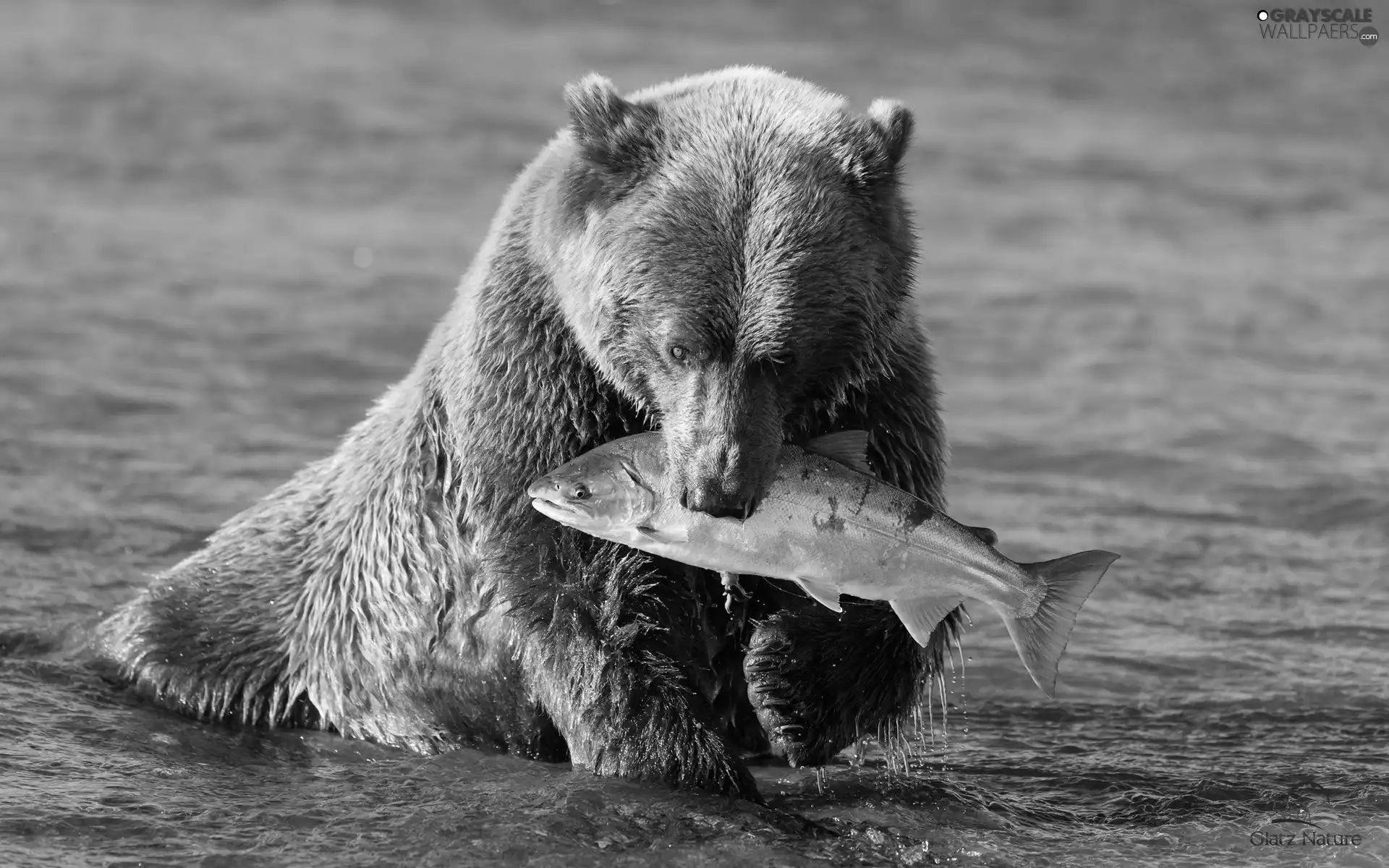 water, bear, Fish