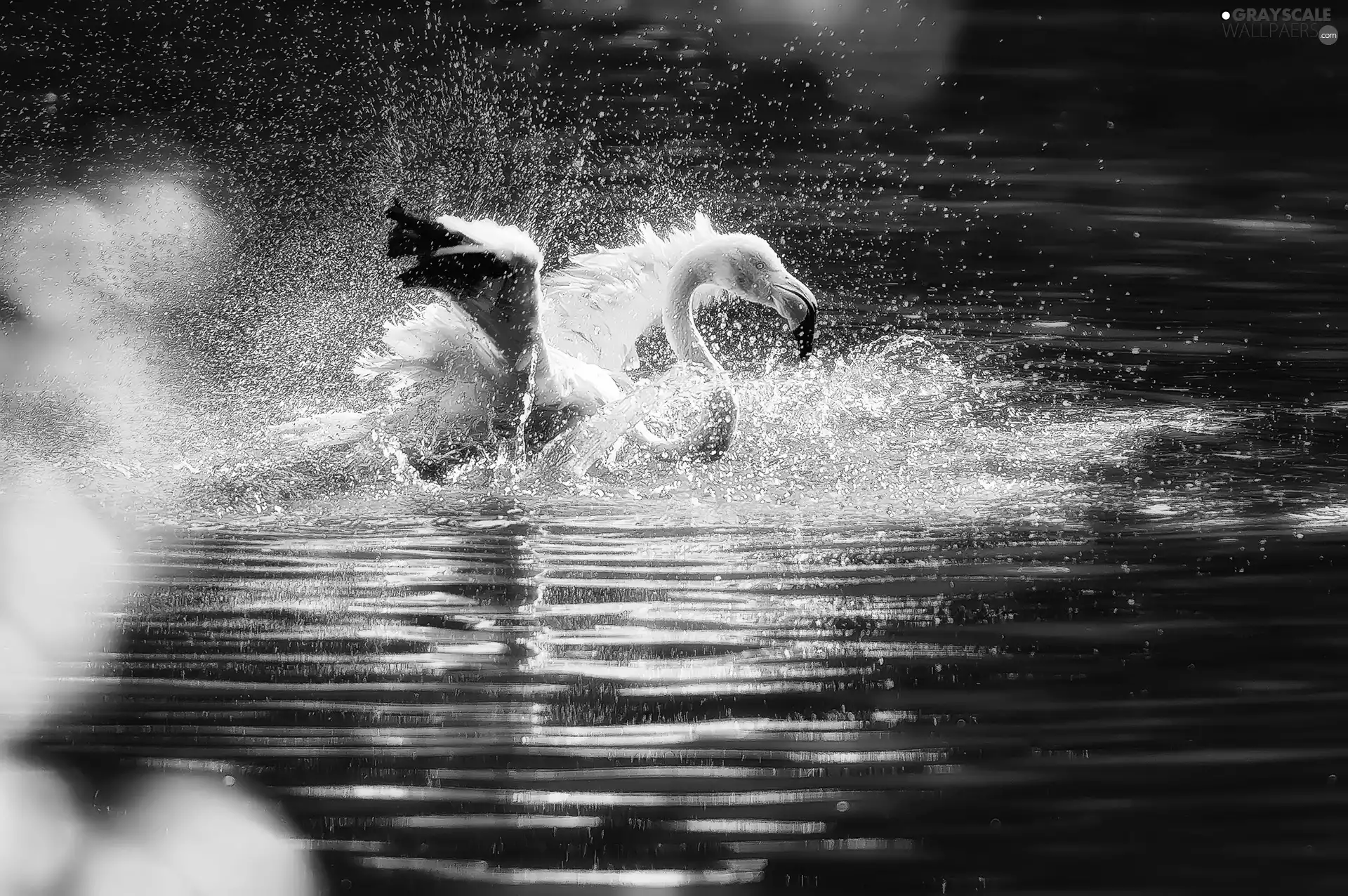 flamingo, water