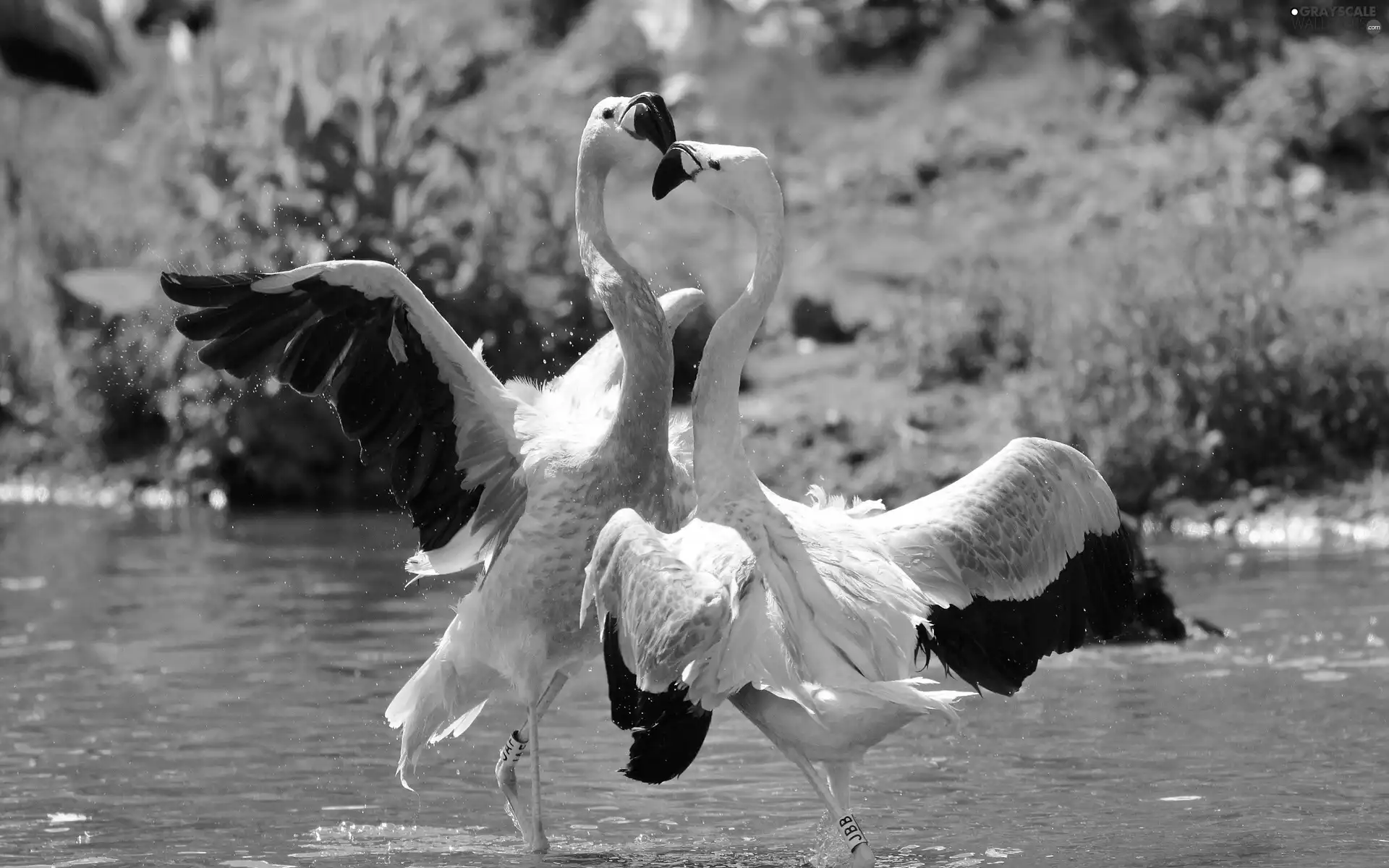 Flamingos, water
