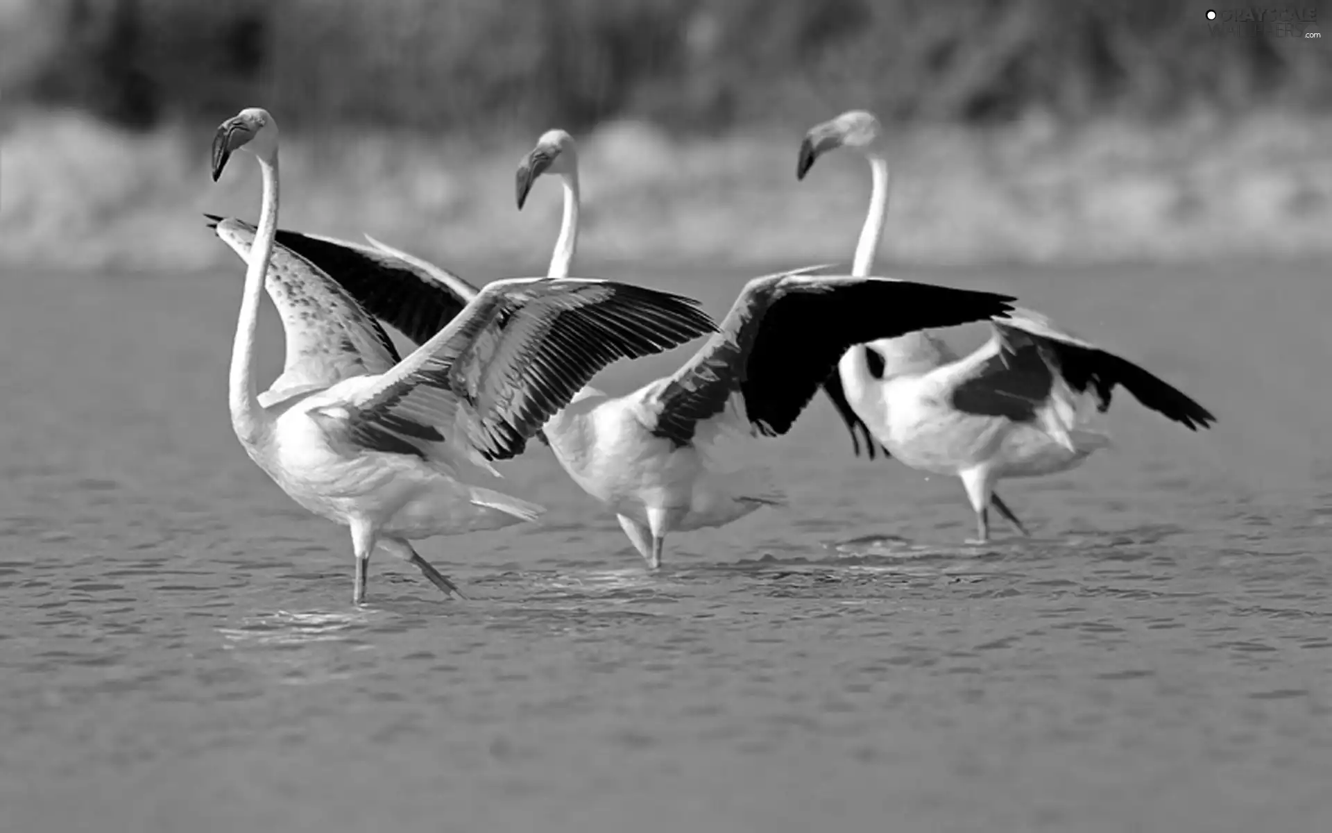 water, Three, Flamingos