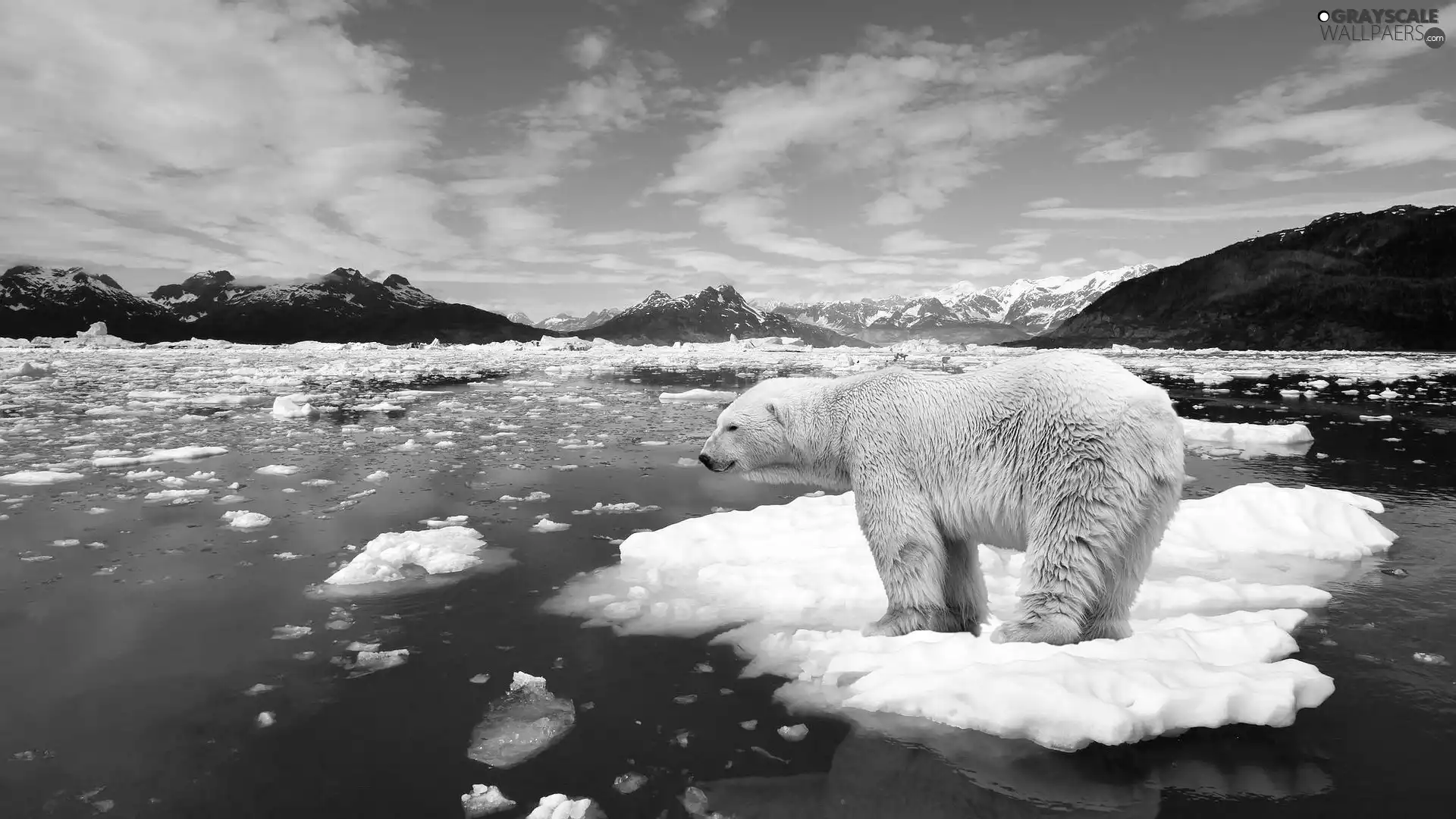 water, floe, polar, Mountains, Bear