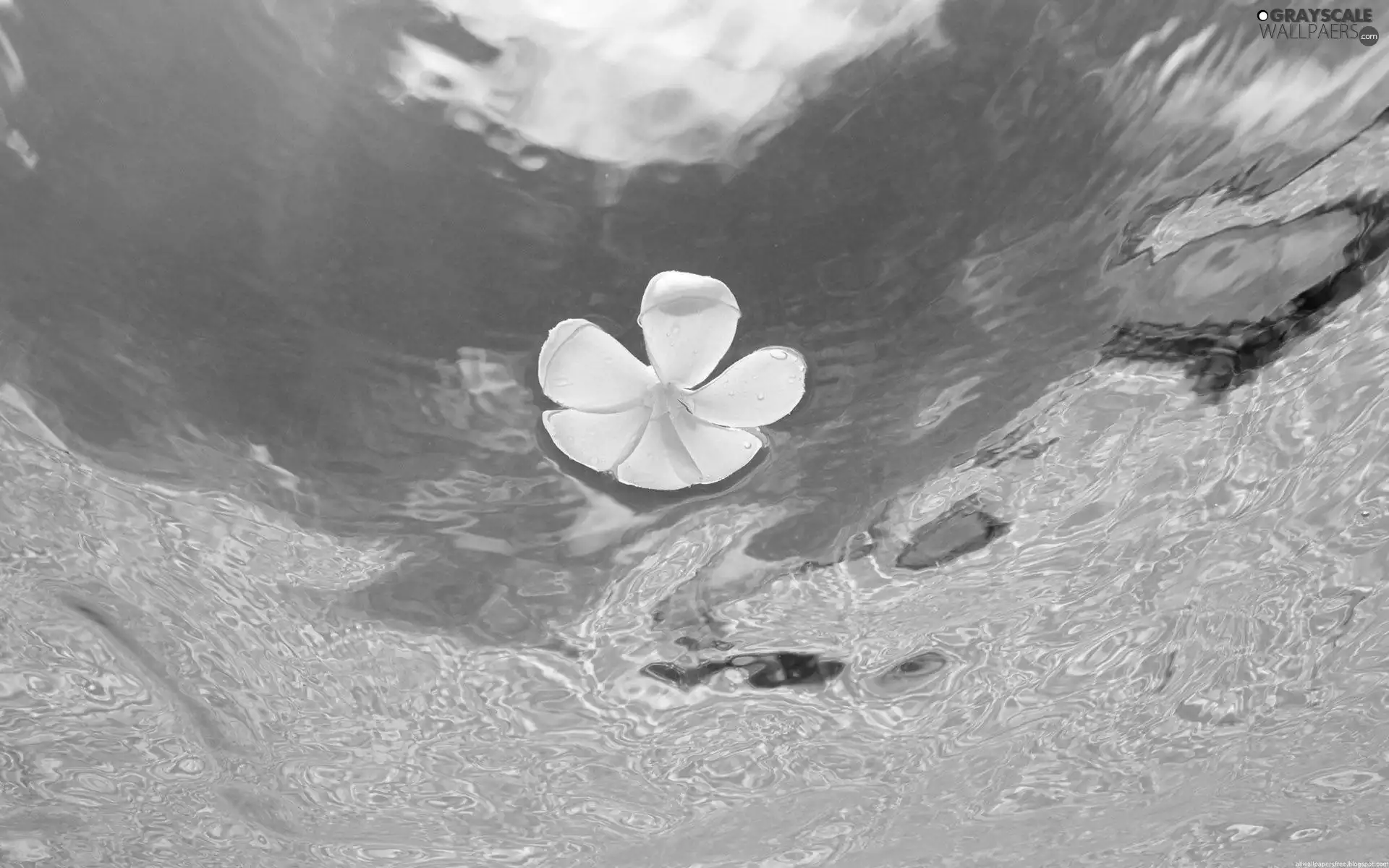 water, swimming, flower