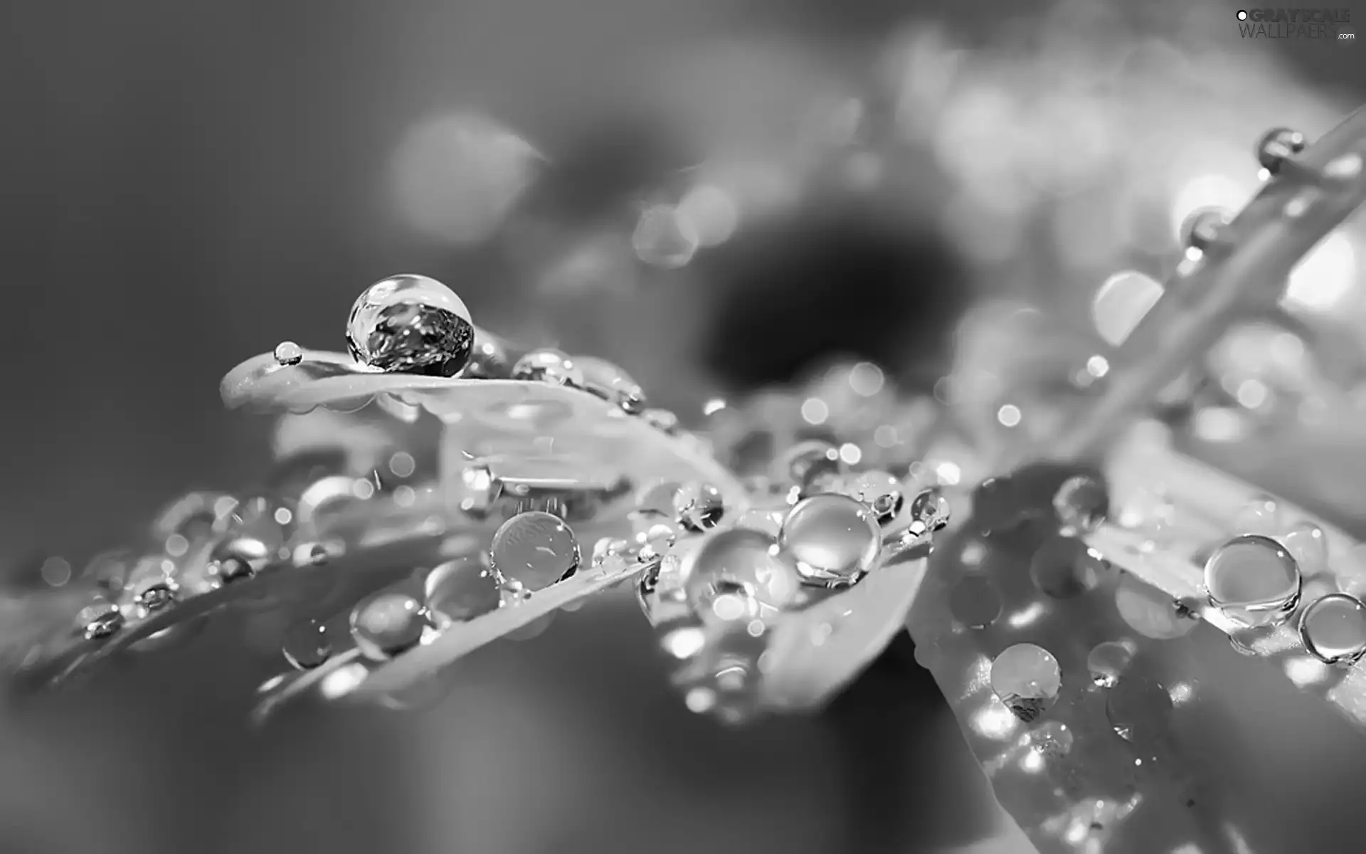 water, Close, flakes, drops, Colourfull Flowers