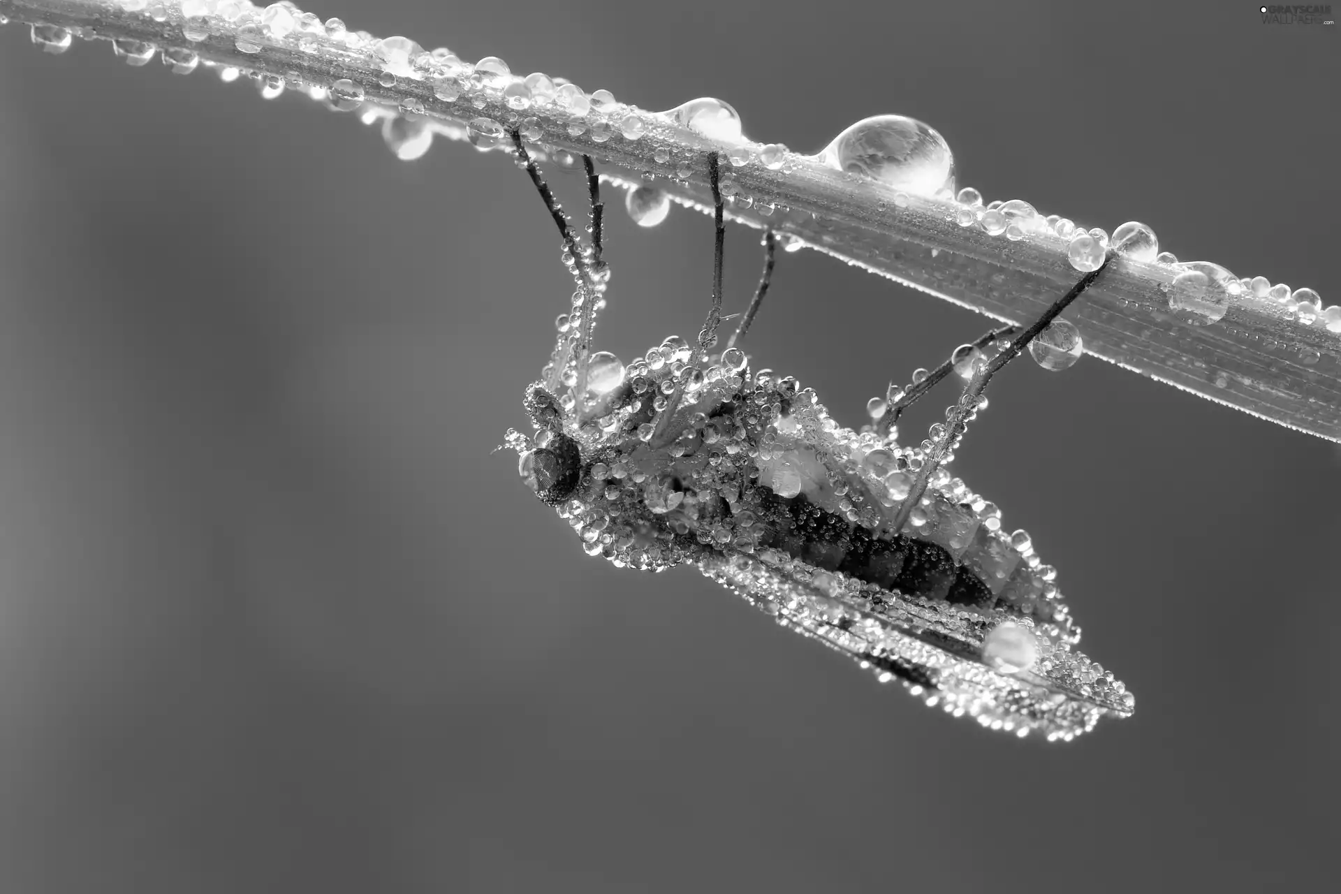 fly, drops, water, leaf