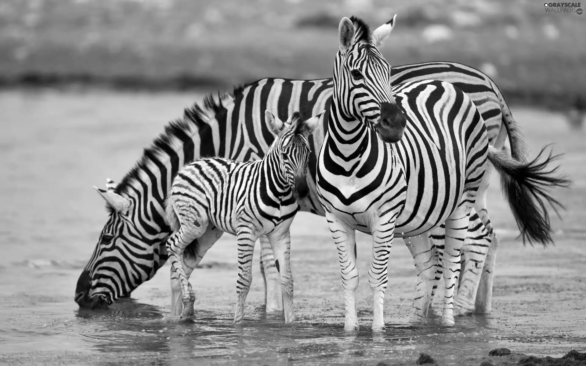 water, zebra, folks