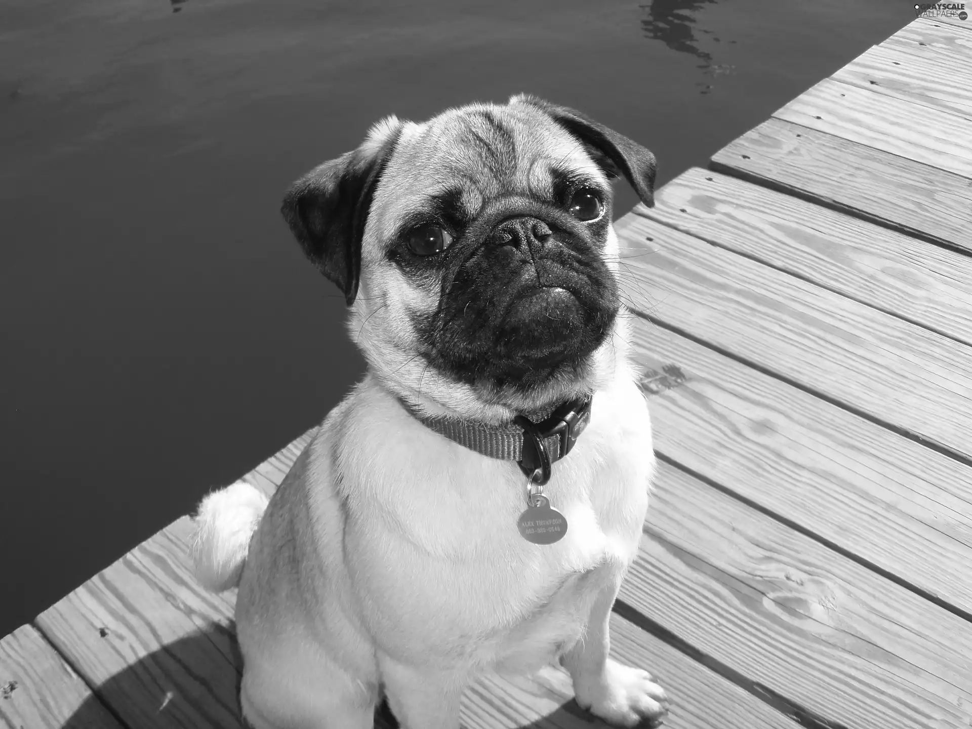 water, pug, footbridge