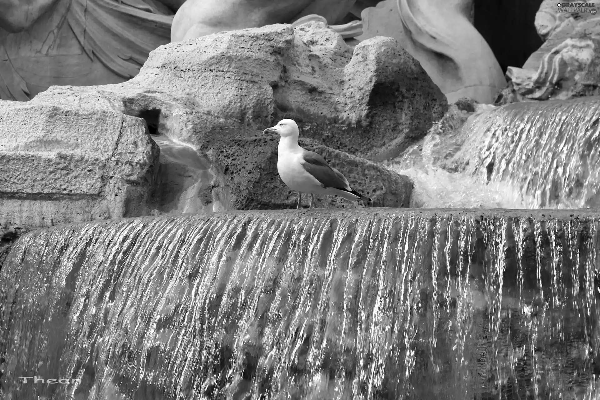 fountain, seagull, water, Rome