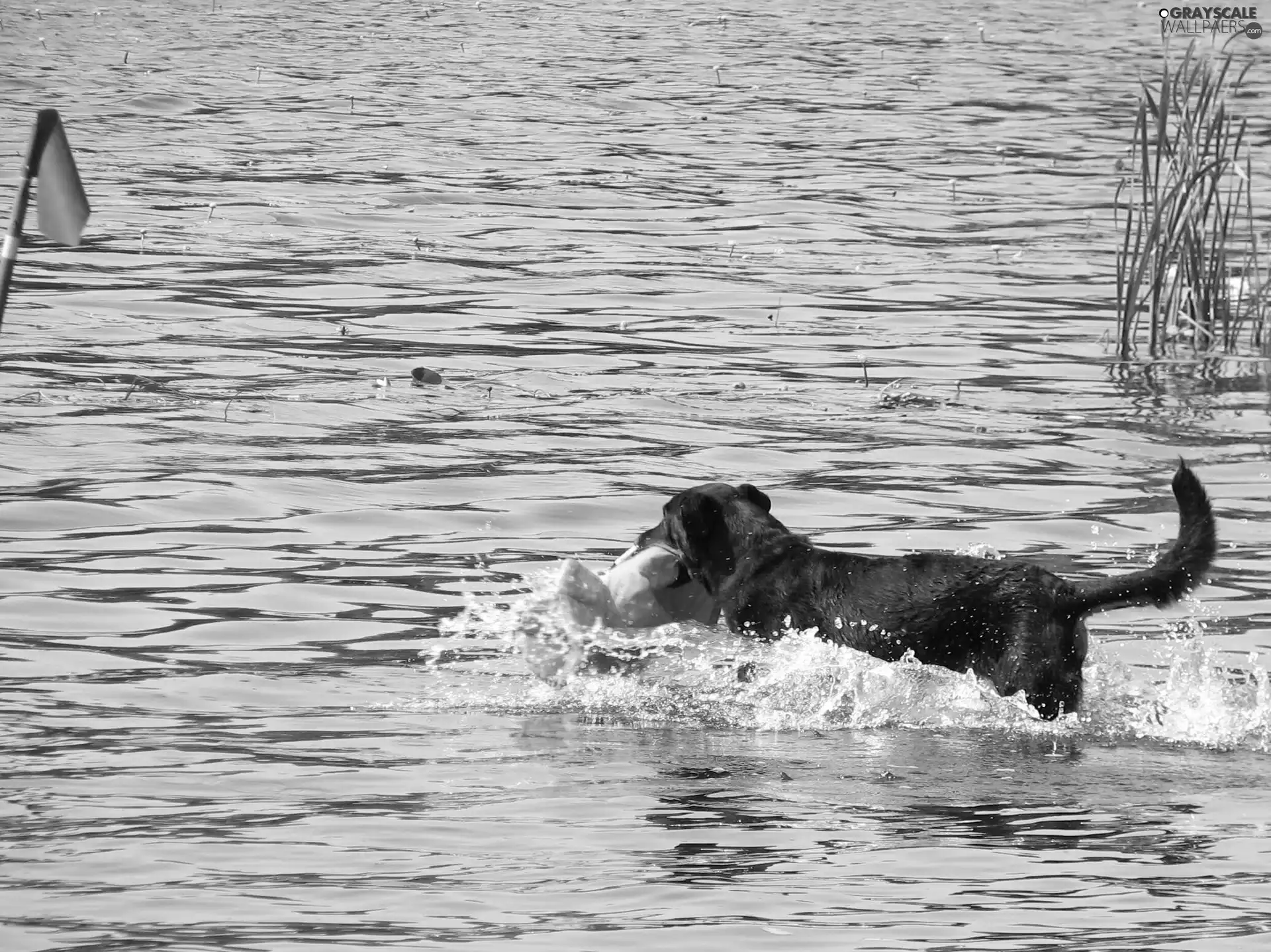 Shepherd French Beauceron, water