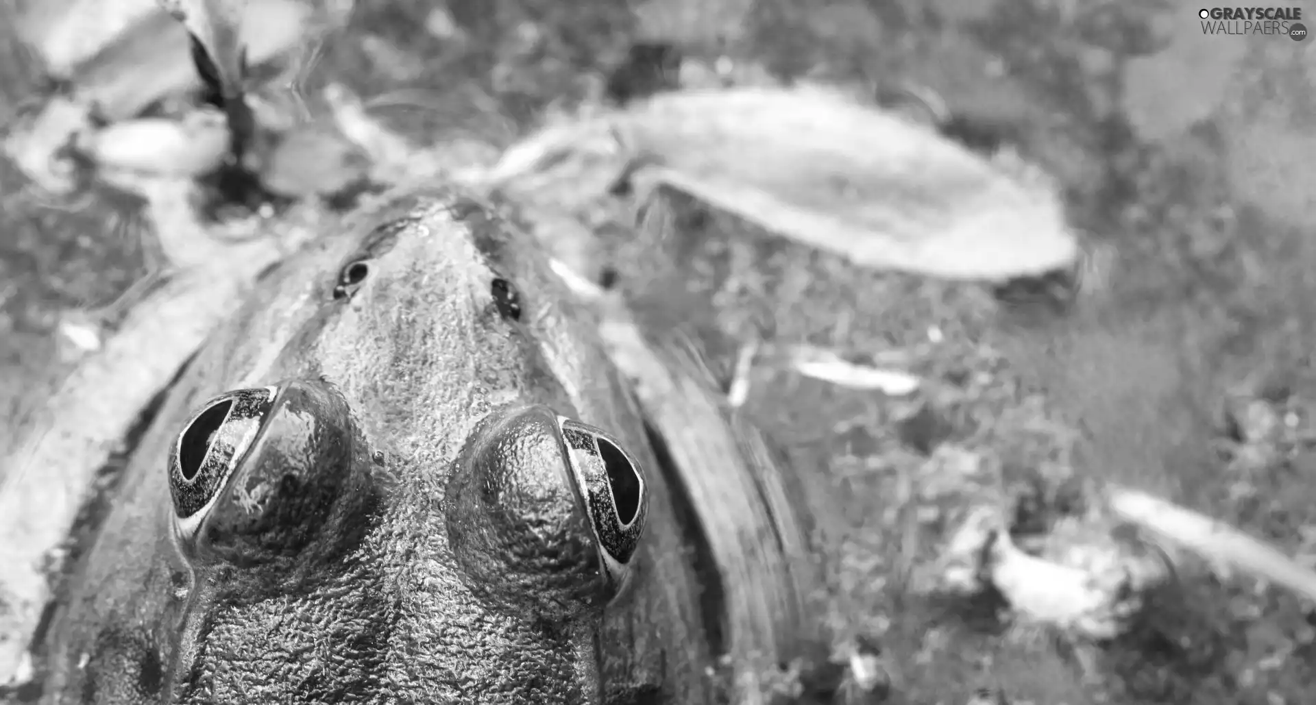 water, Head, Frogs