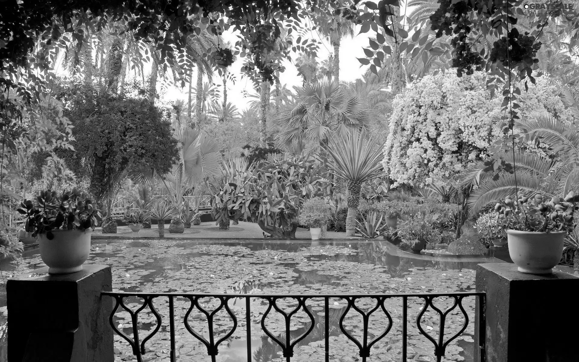 Garden, eye, water, Flowers