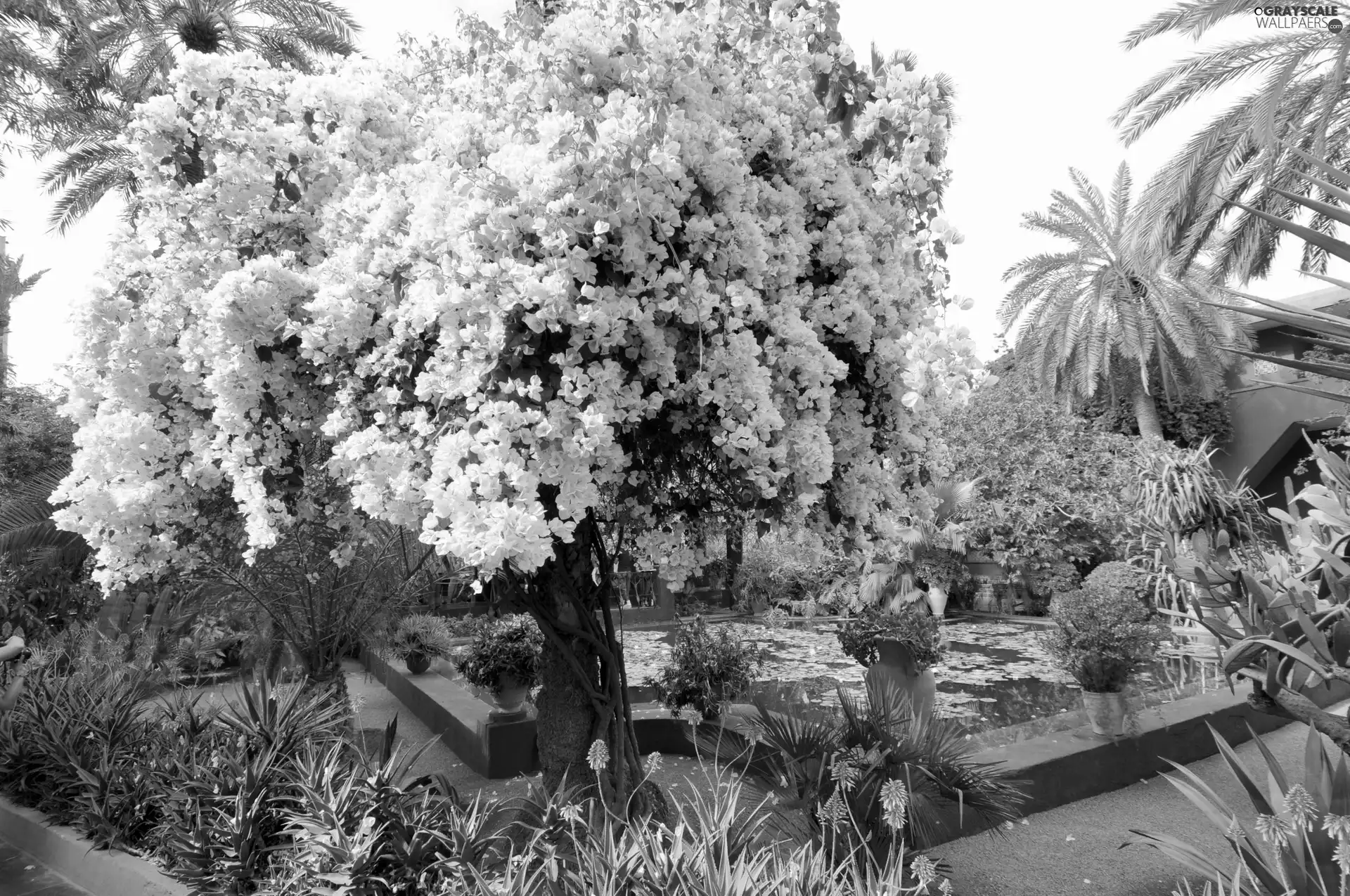 Marrakech, Garden, Majorelle