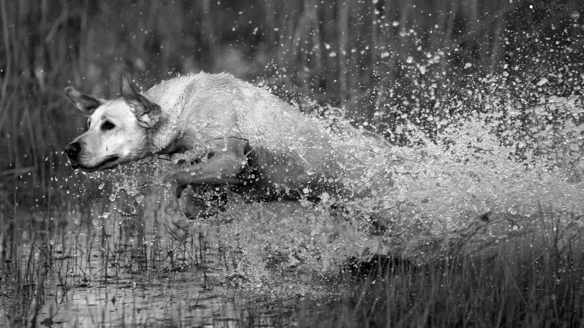 water, dog, gear