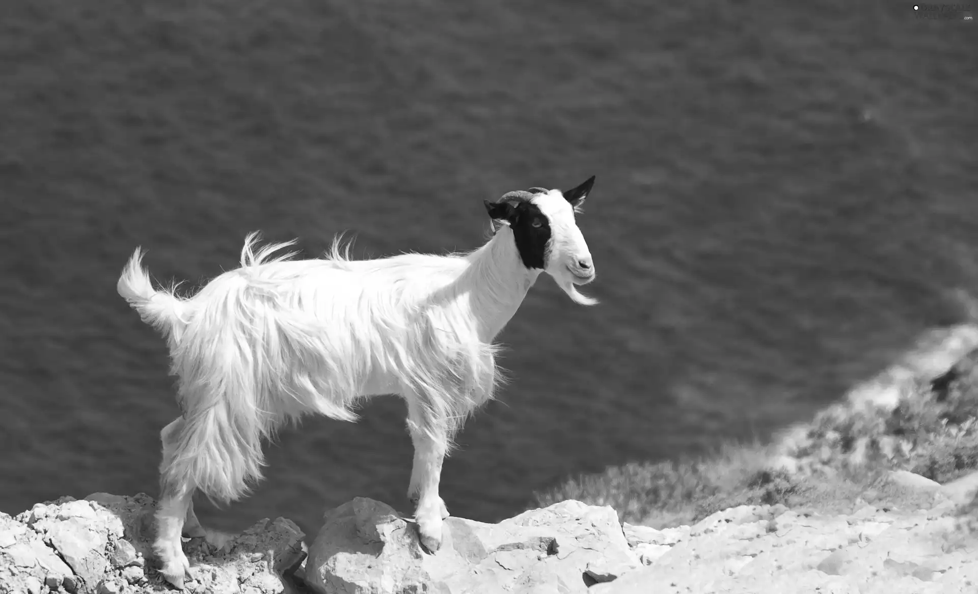 goat, Stones, water, Kapra