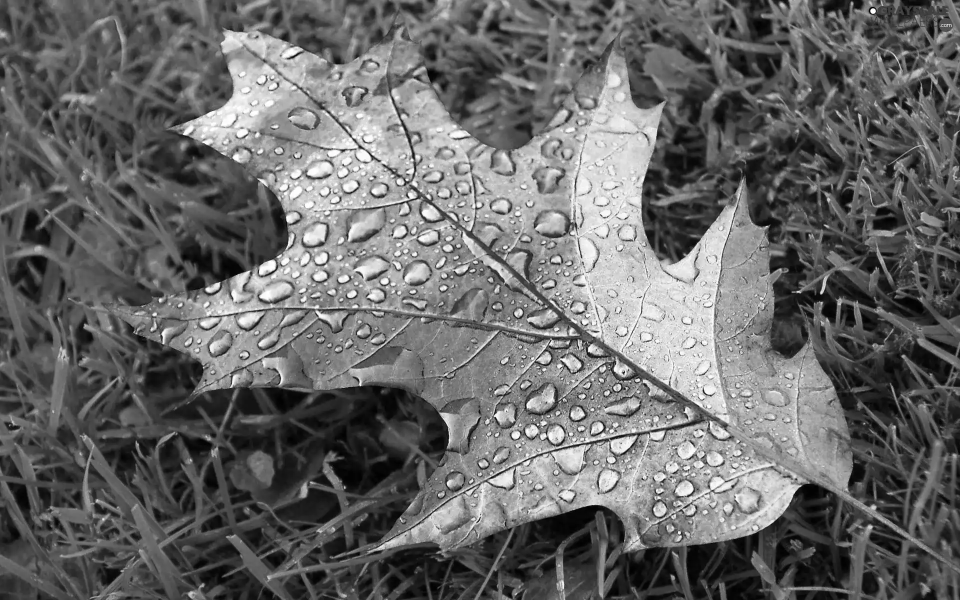 water, grass, leaf, drops, color