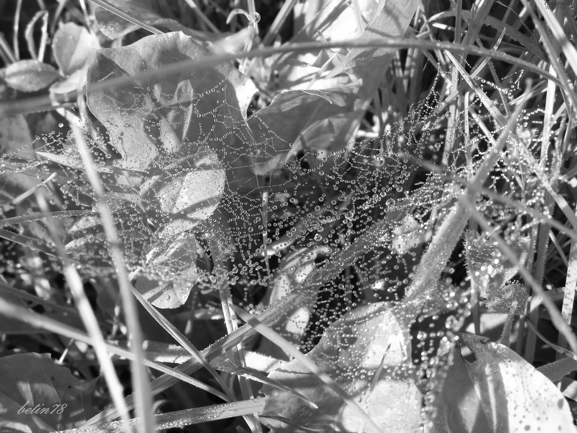 grass, dew, water, drops