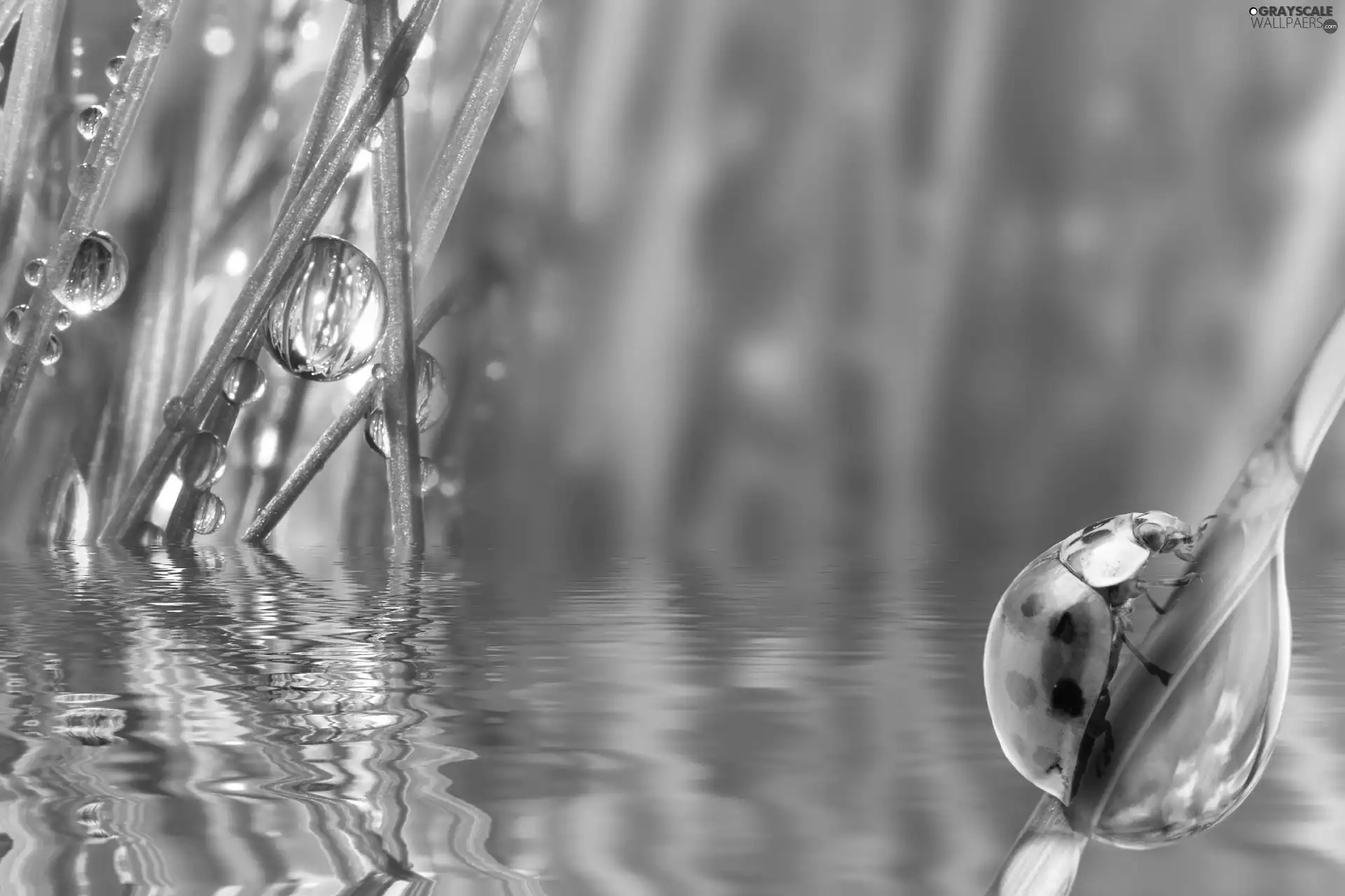 water, ladybird, grass