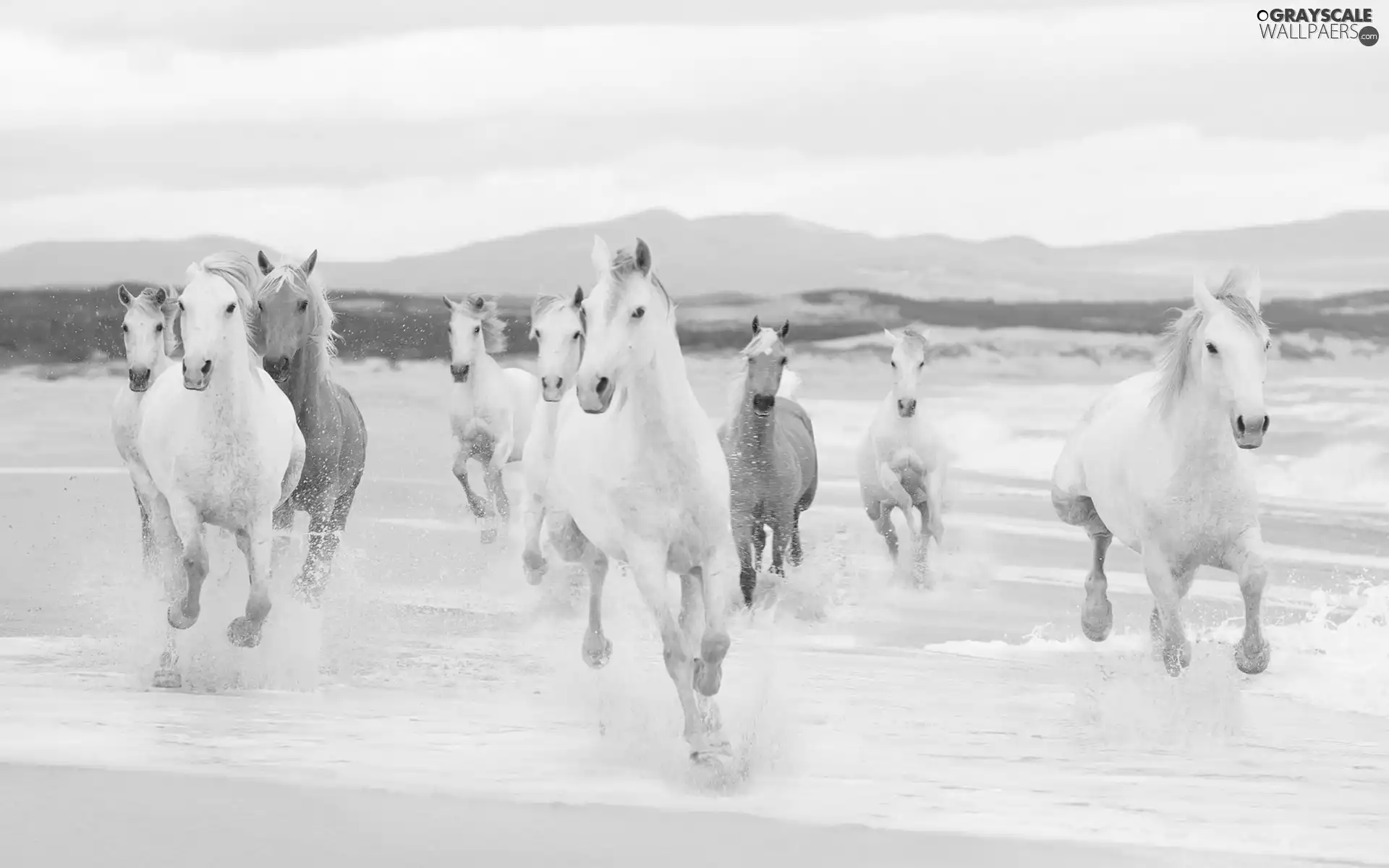 herd, bloodstock, water, White