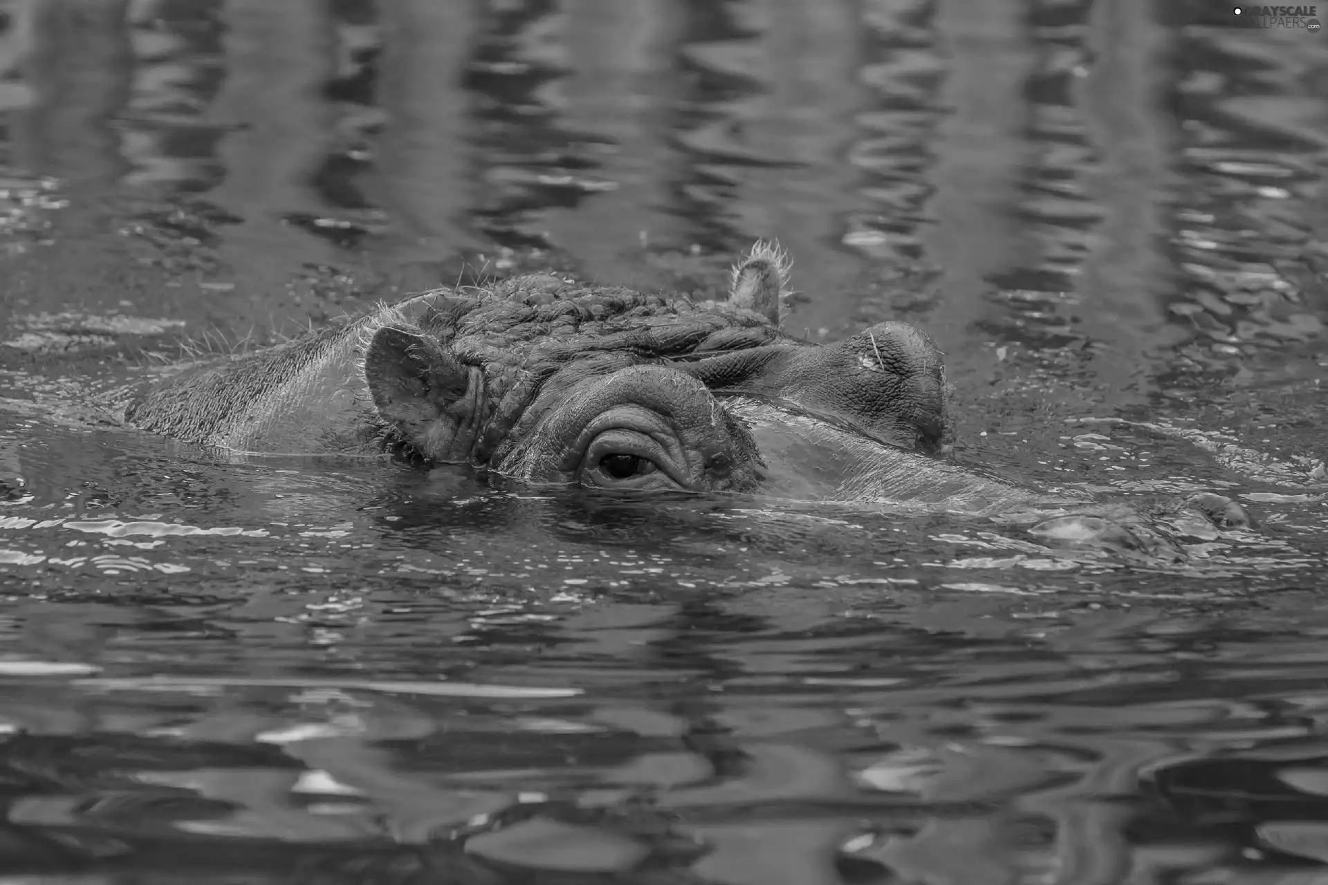 hippo, water