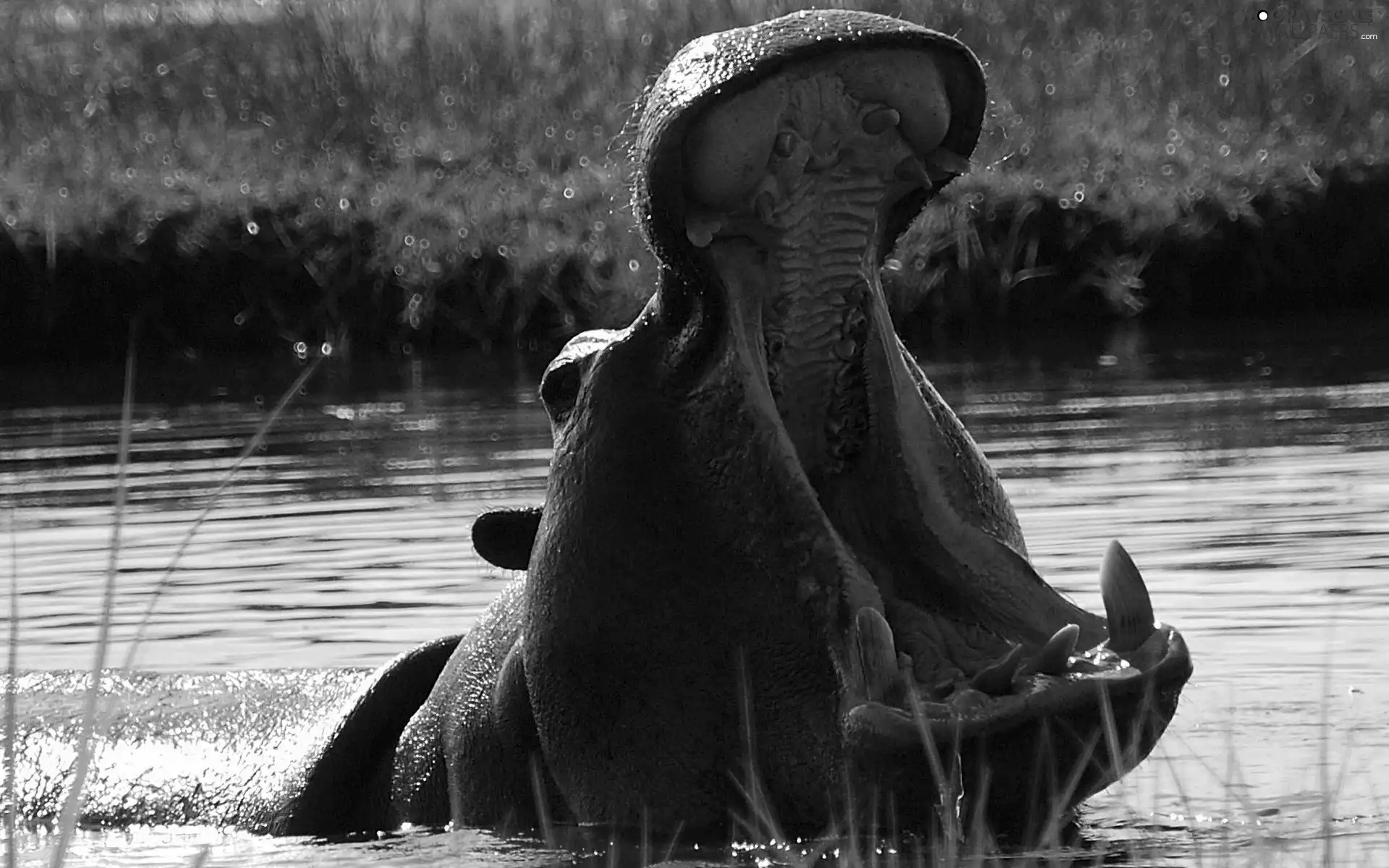 hippo, water
