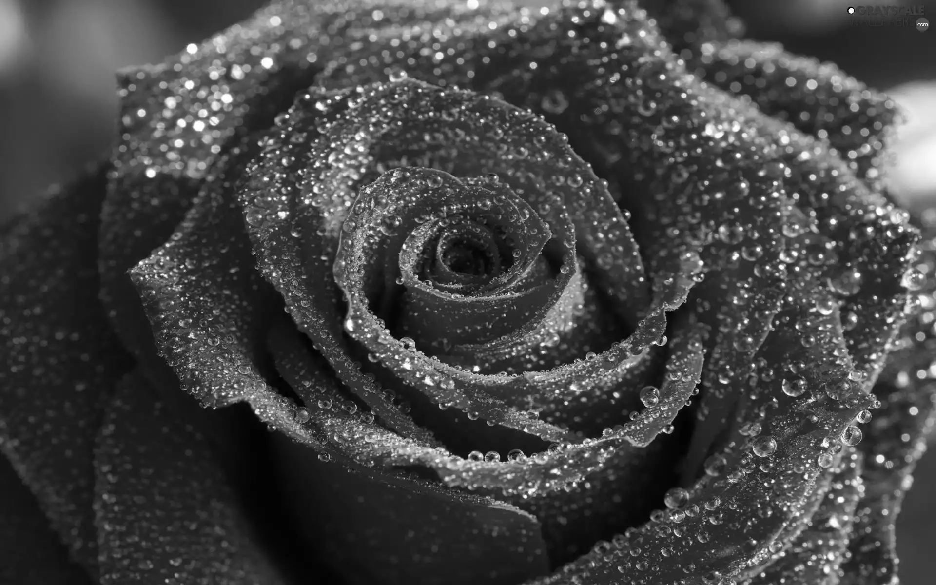 red hot, drops, water, rose