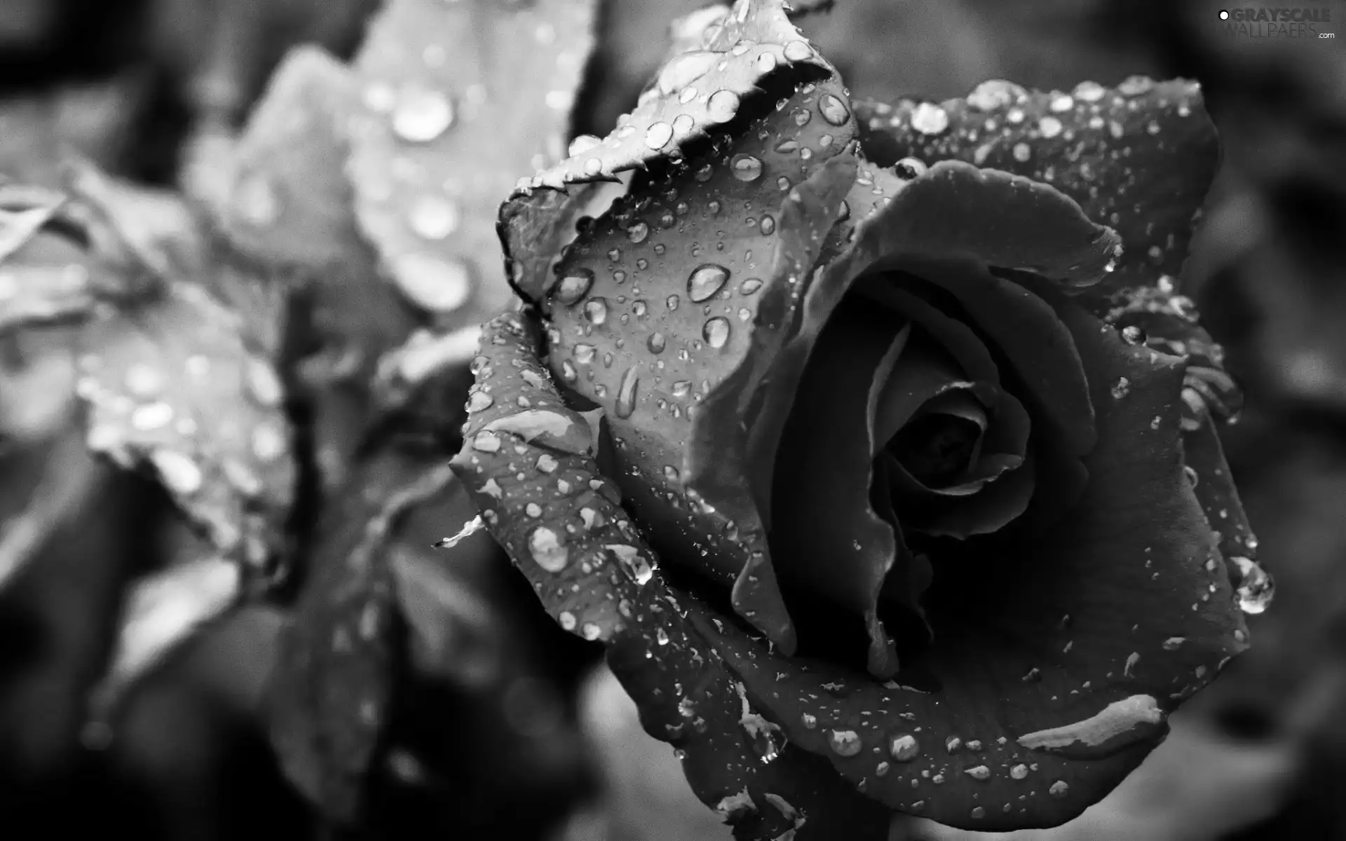 red hot, drops, water, rose