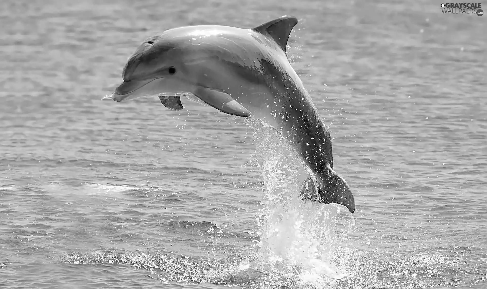 water, dolphin, jump