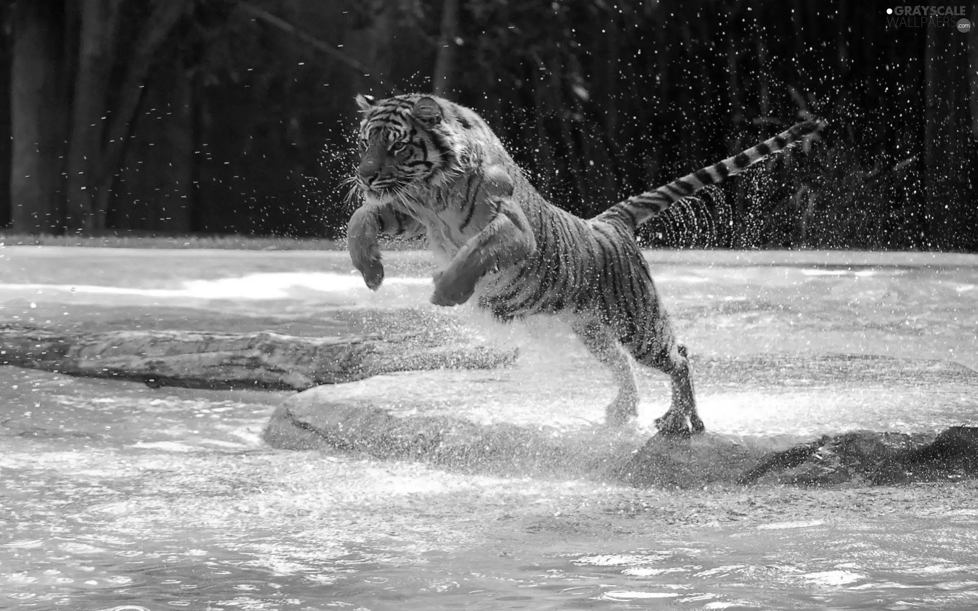 water, tiger, jump