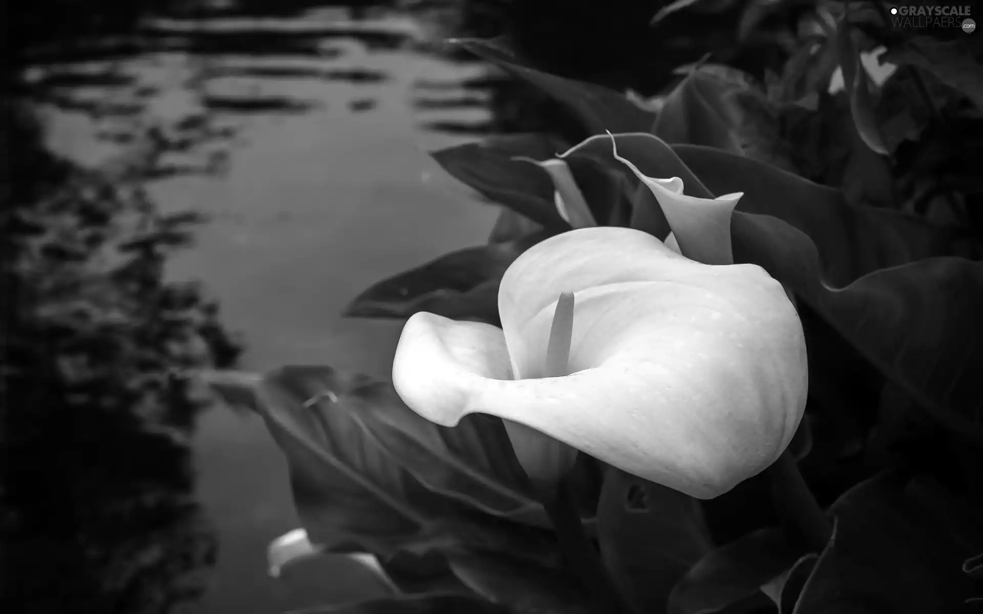 water, White, Kalia
