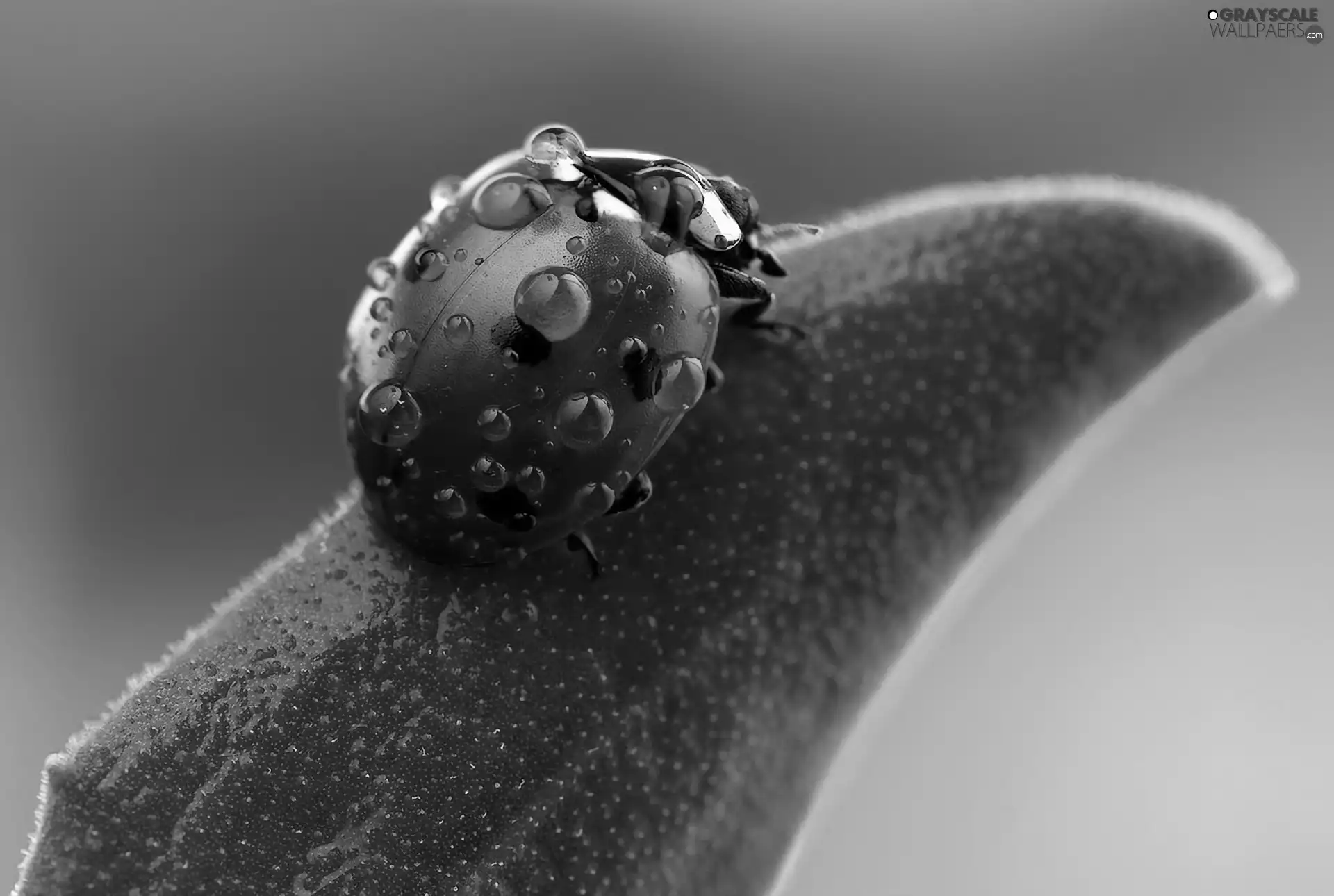 ladybird, droplets, water, leaf