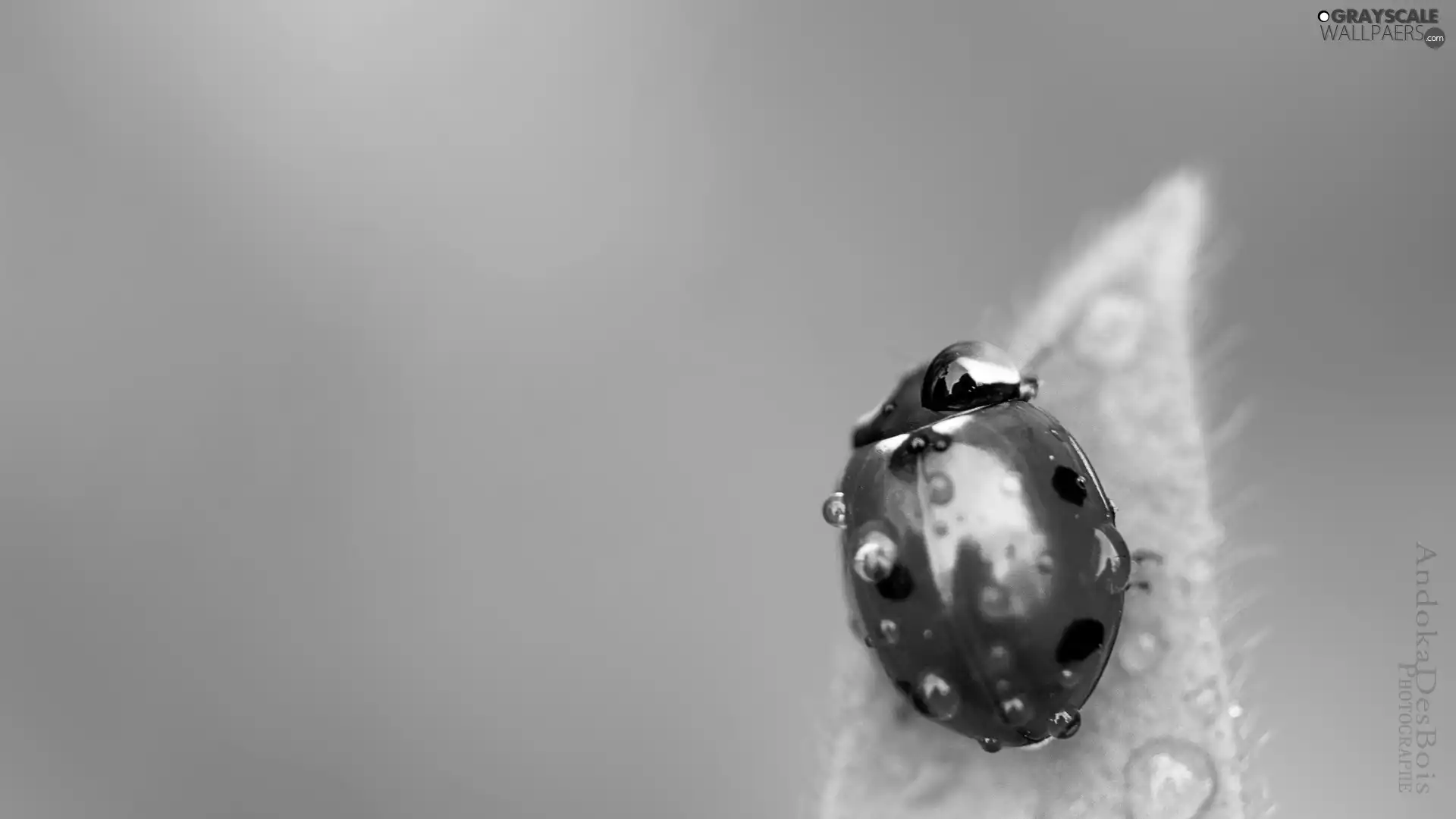 ladybird, drops, water, leaf