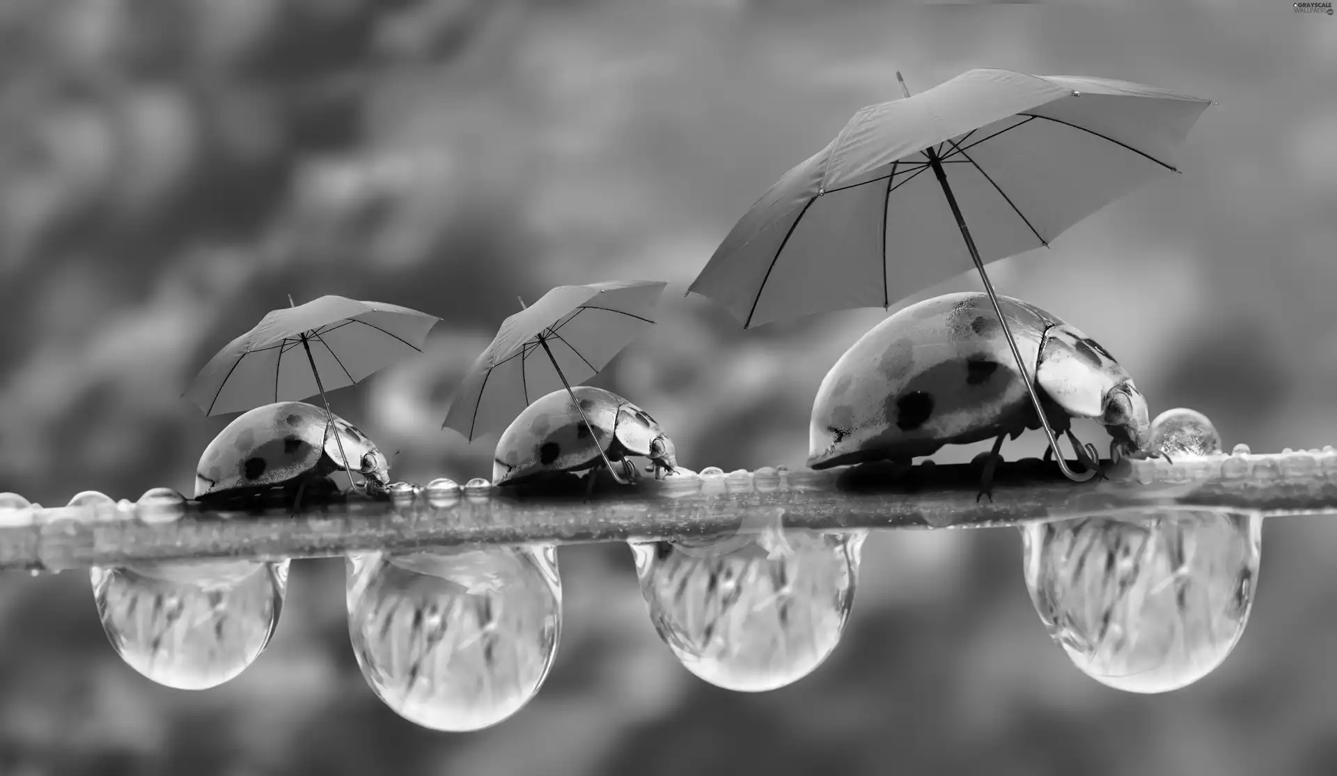 ladybugs, drops, water, Sunshade