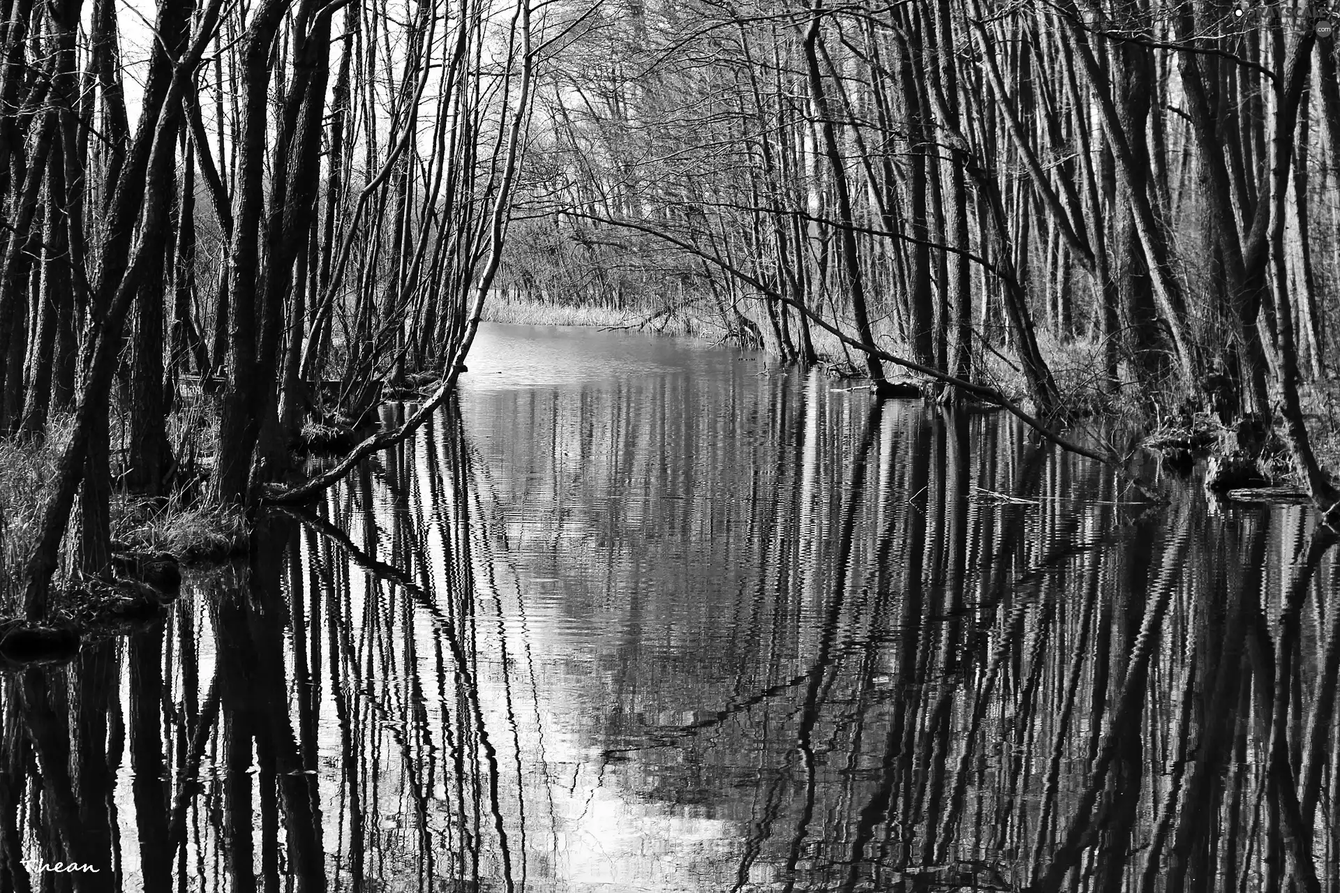 ##, water, forest, reflection, lake
