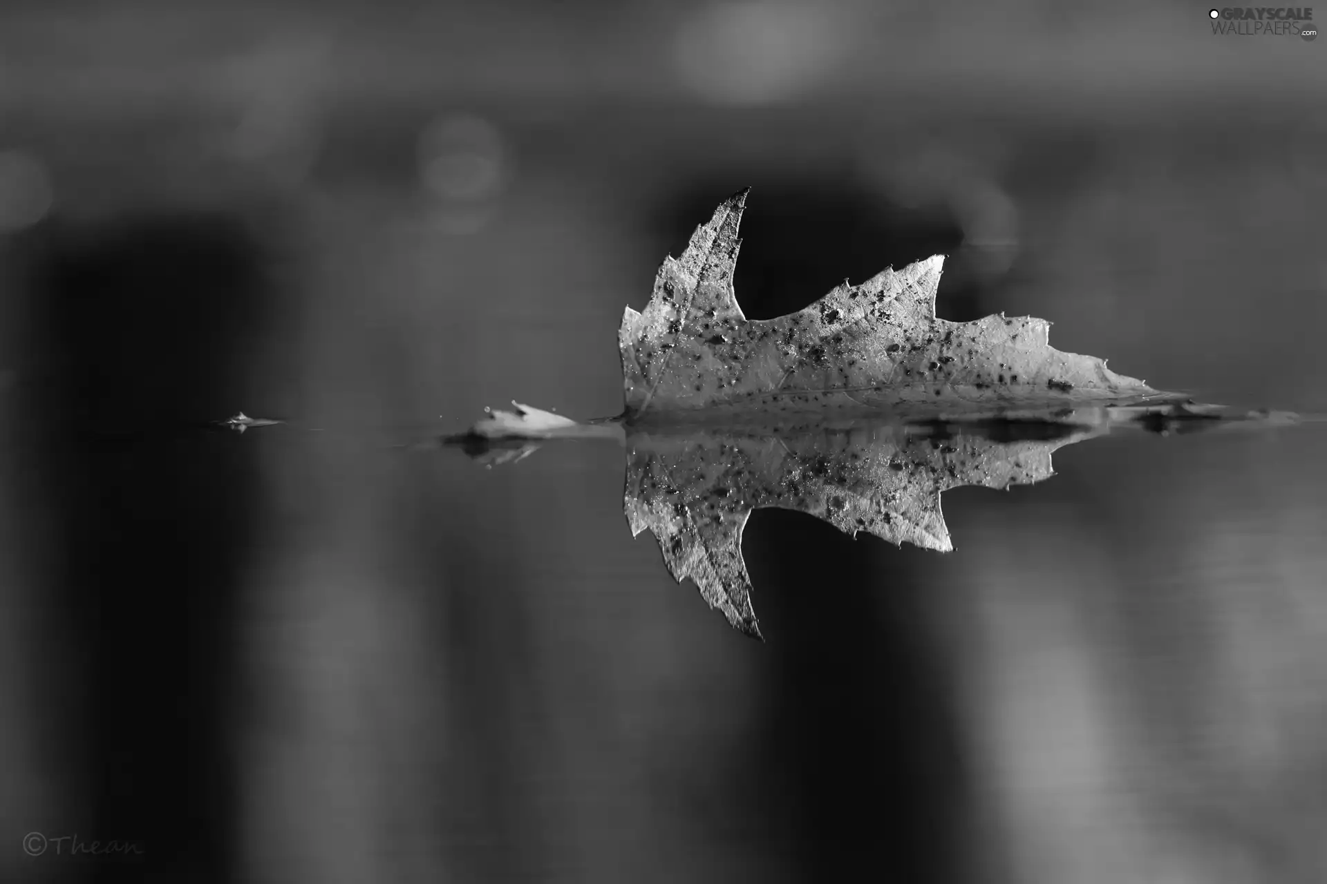 leaf, ##, water, reflection