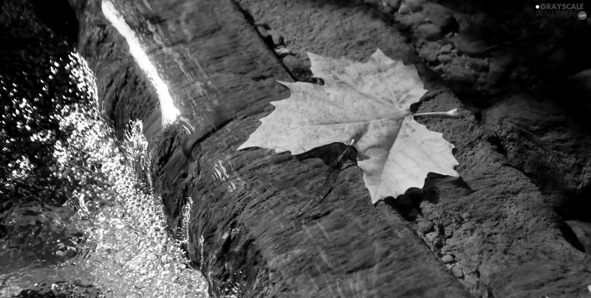 leaf, rock, water, maple