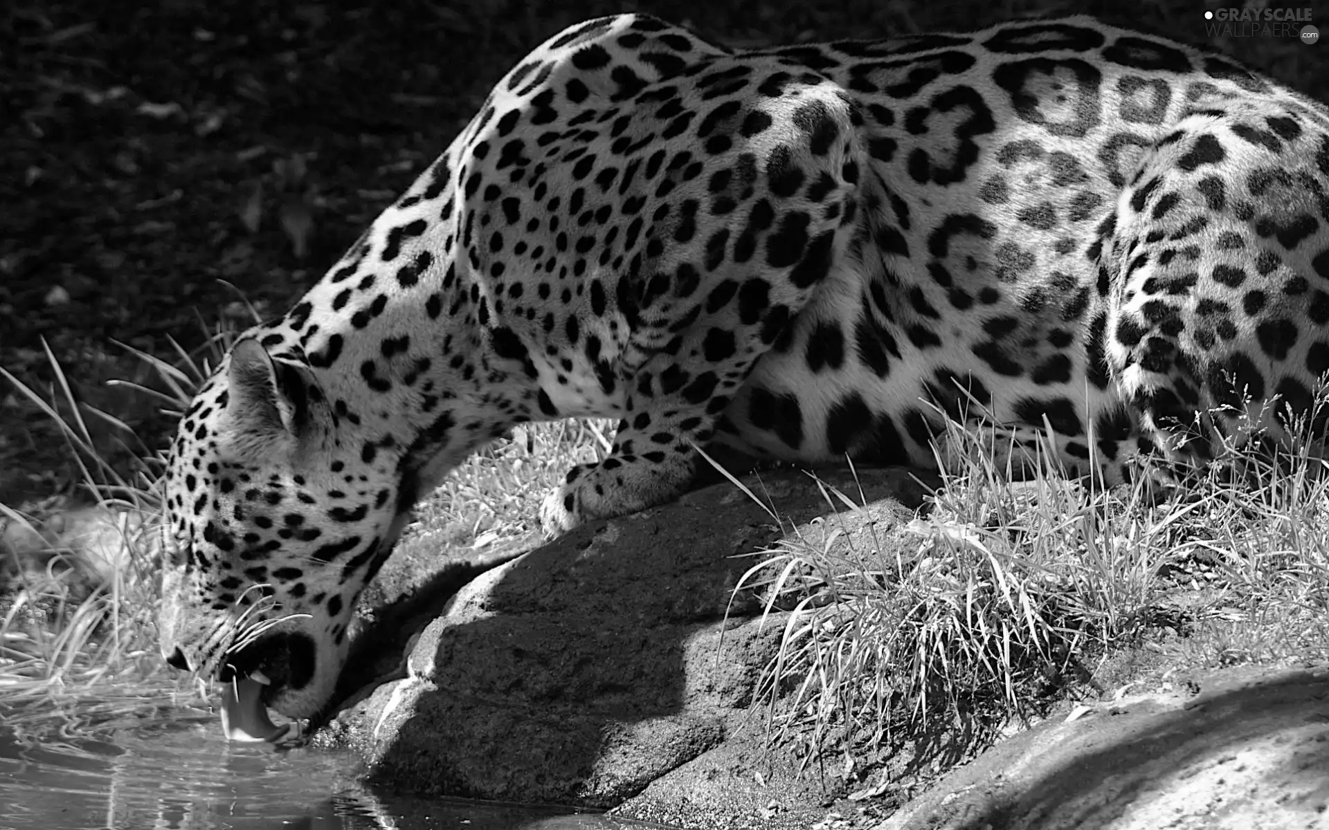 Leopards, water