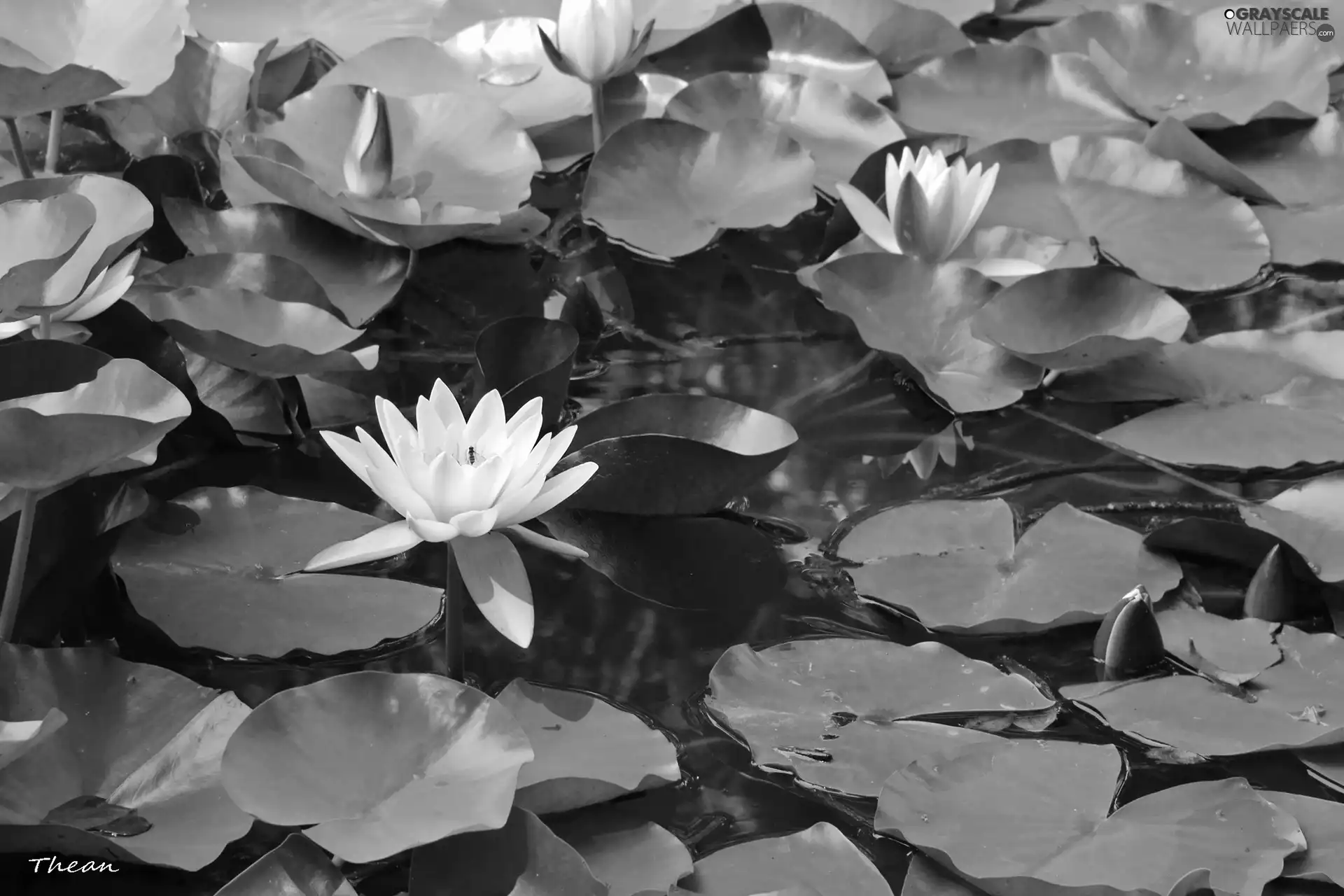 lilies, water