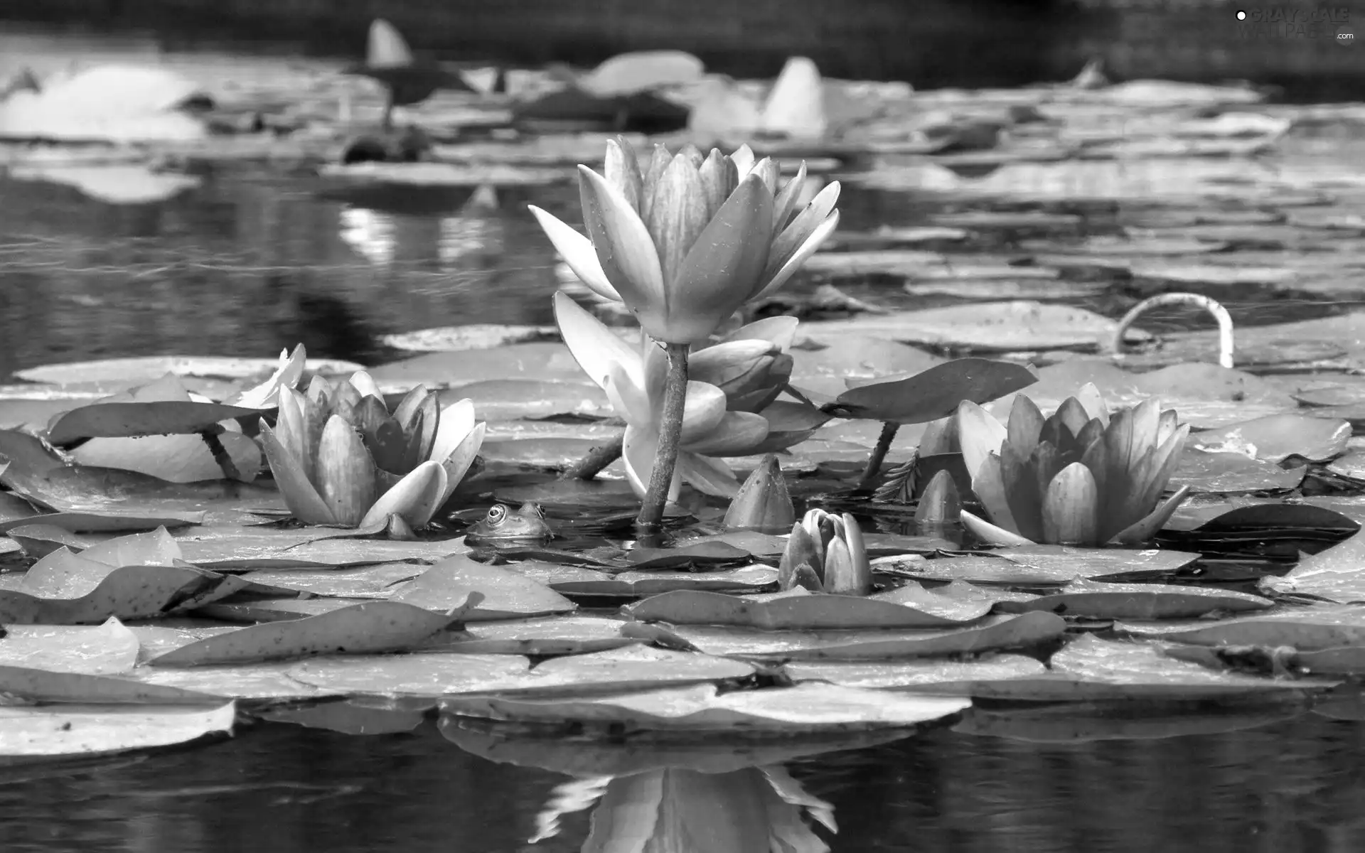 lilies, water