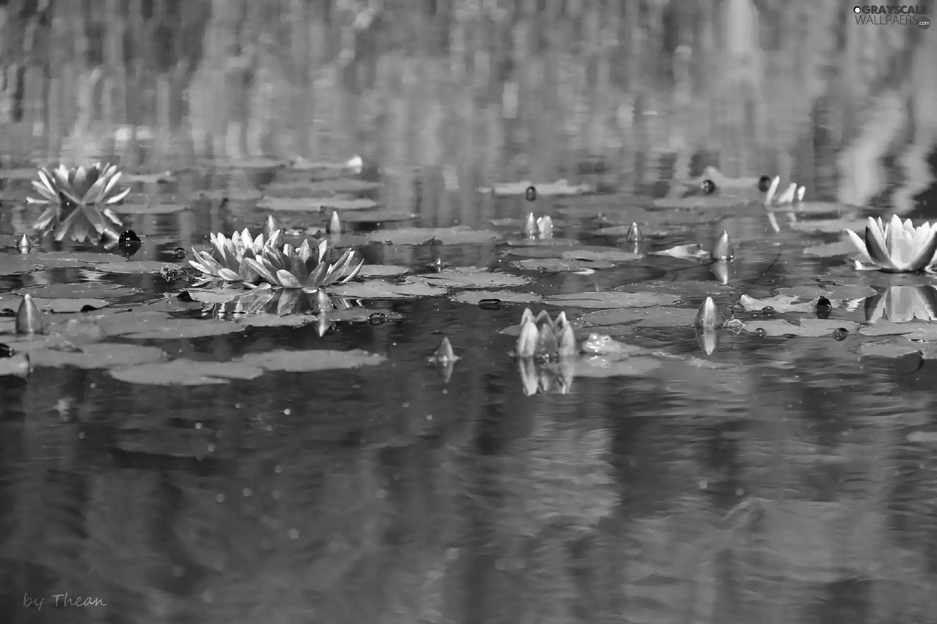 lilies, water
