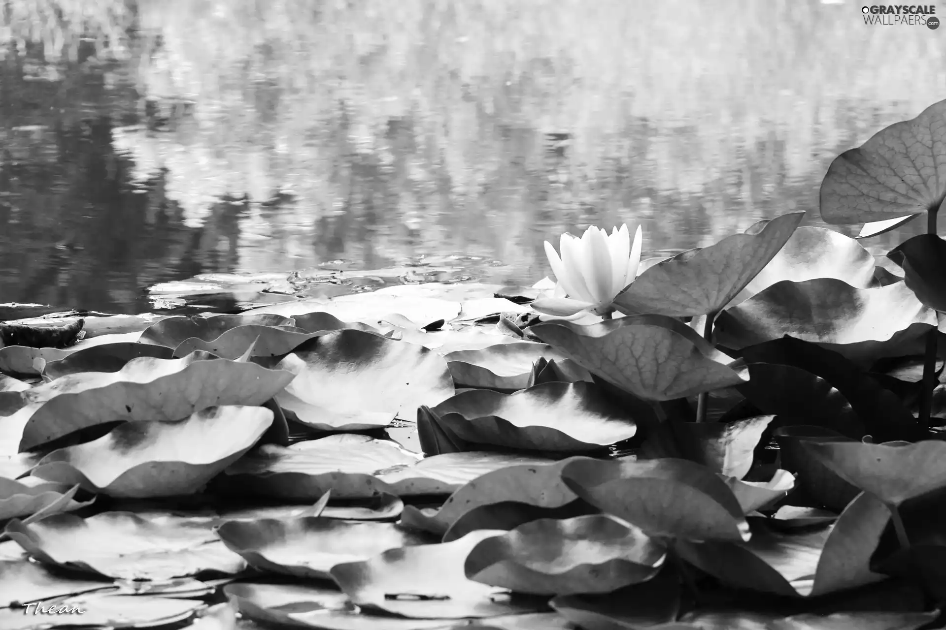 lilies, water