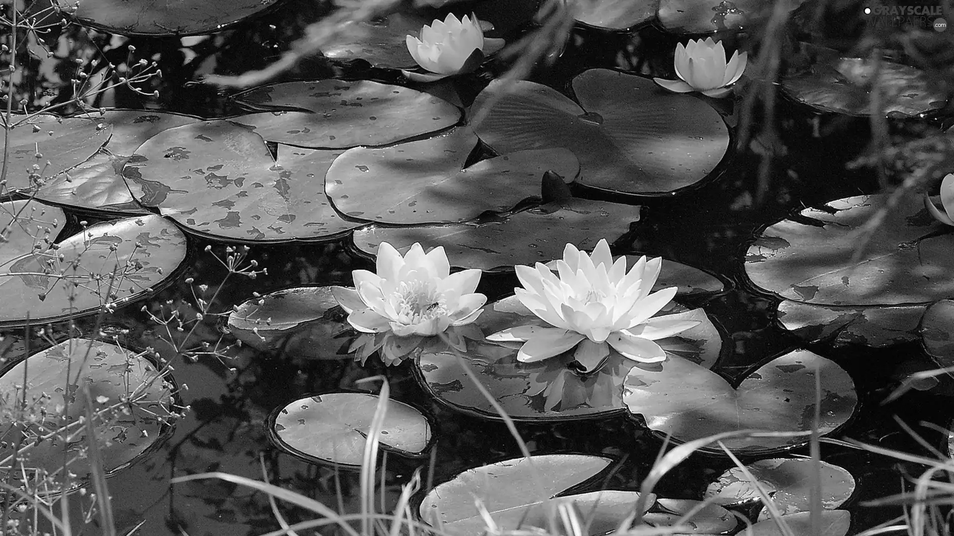 water, White, lilies