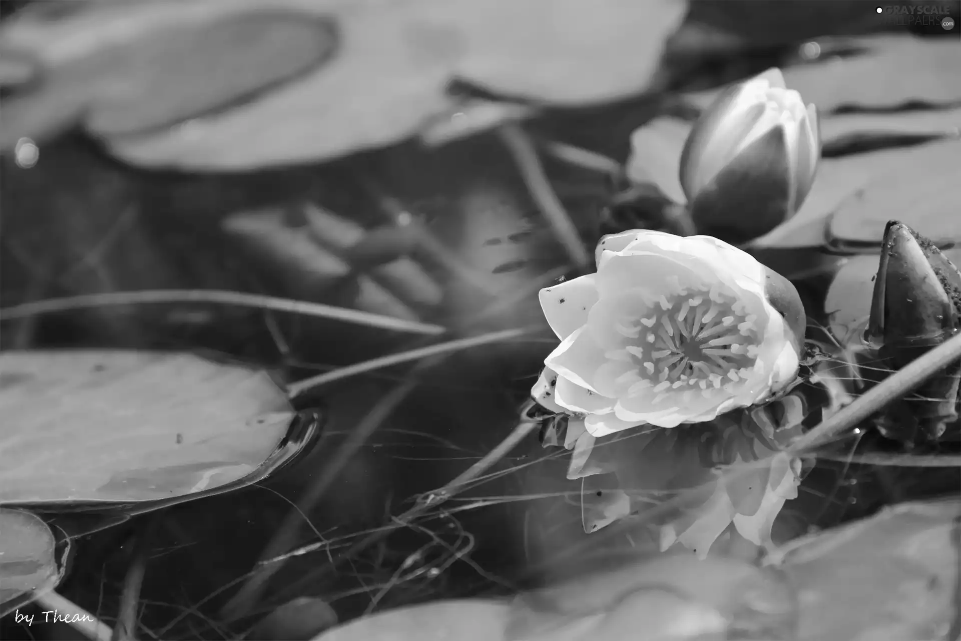 lilies, water