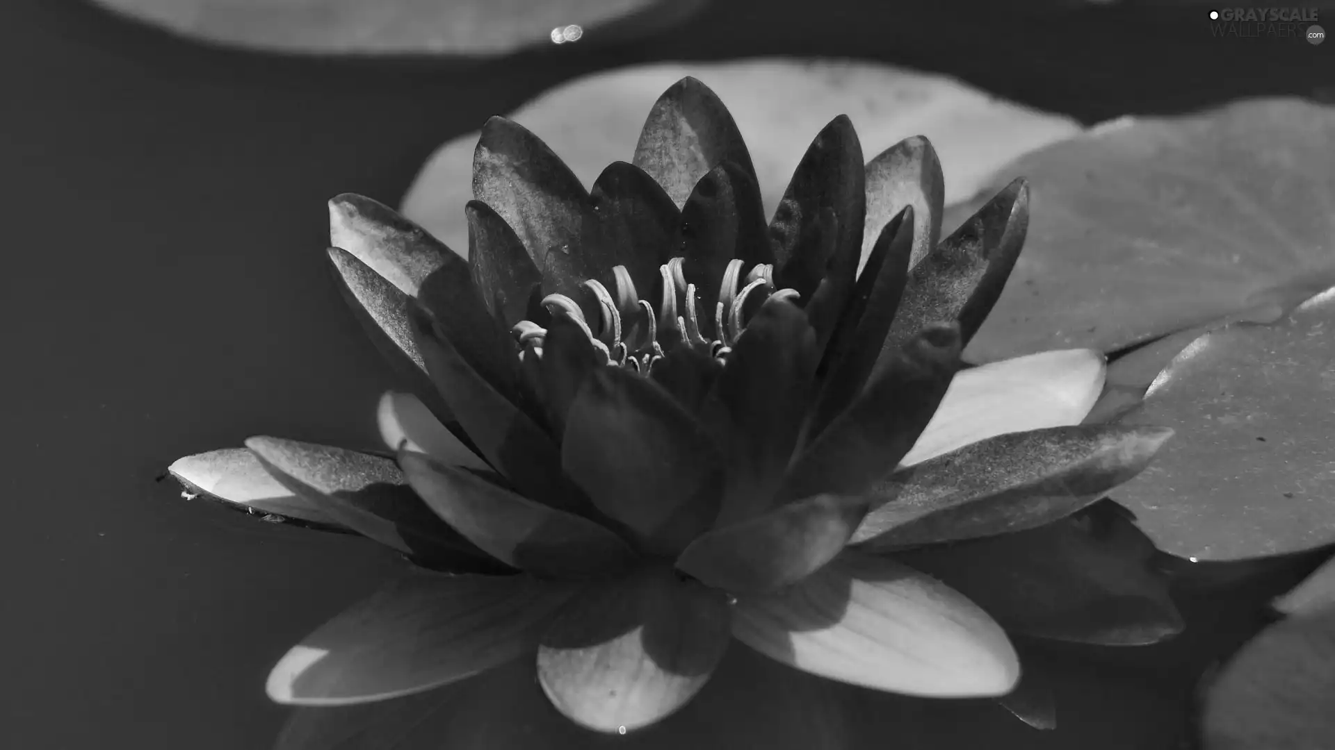 Lily, water