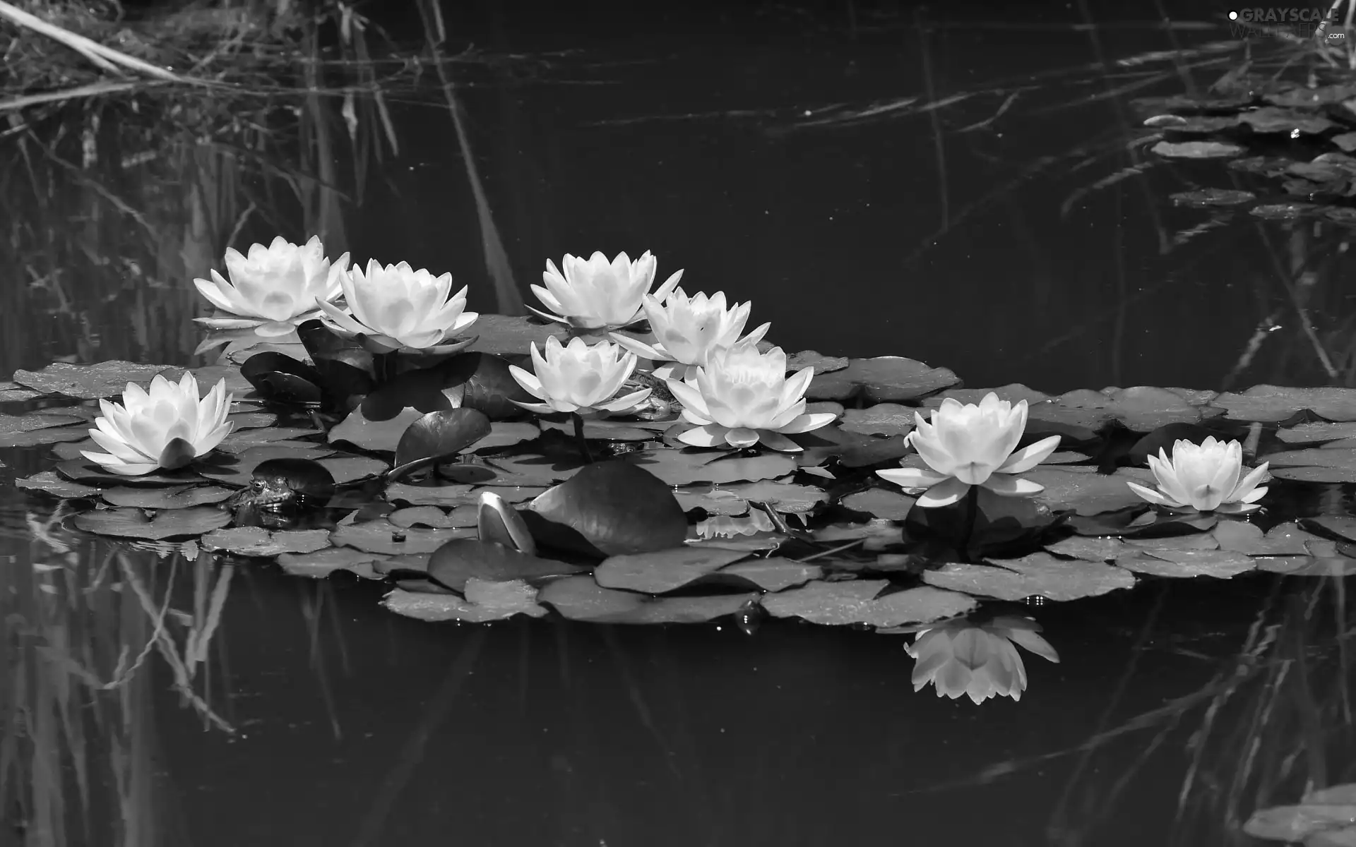 Lily, water