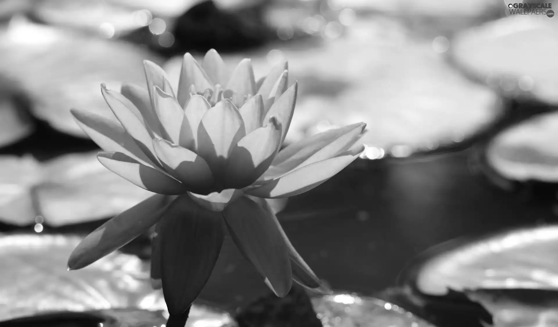 water, Pink, Lily