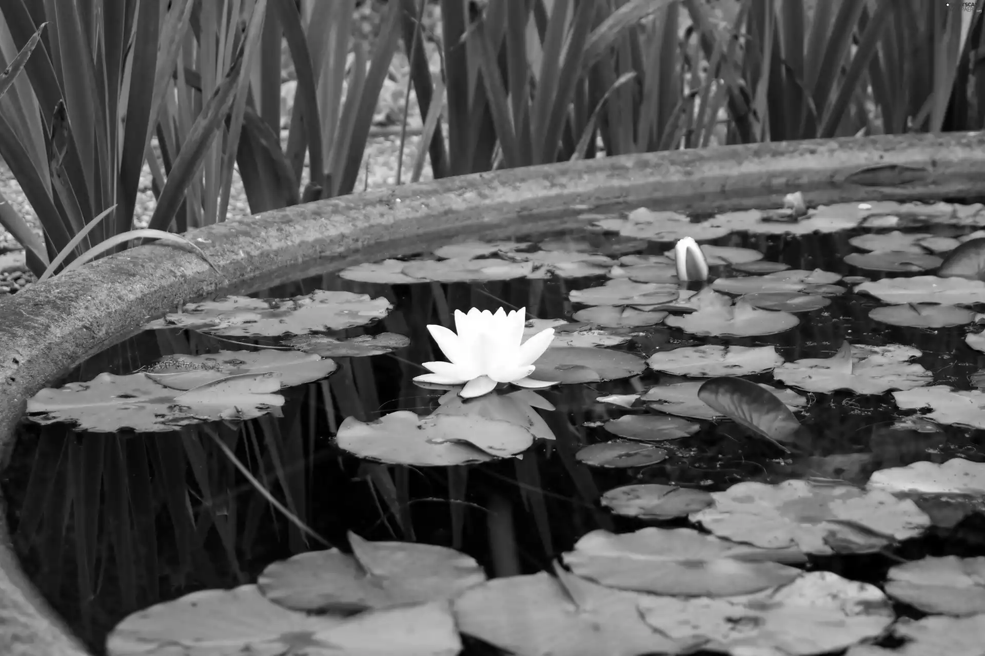 water, White, Lily