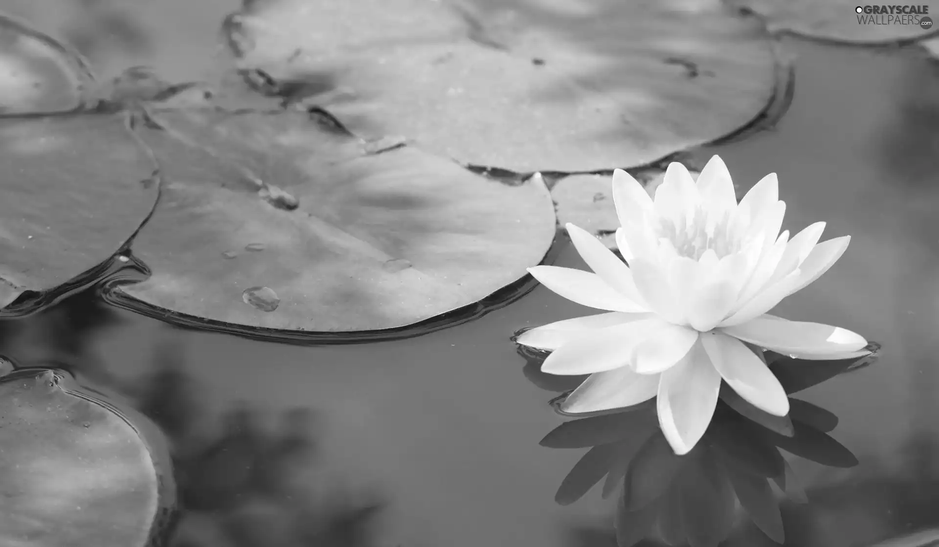water, White, Lily