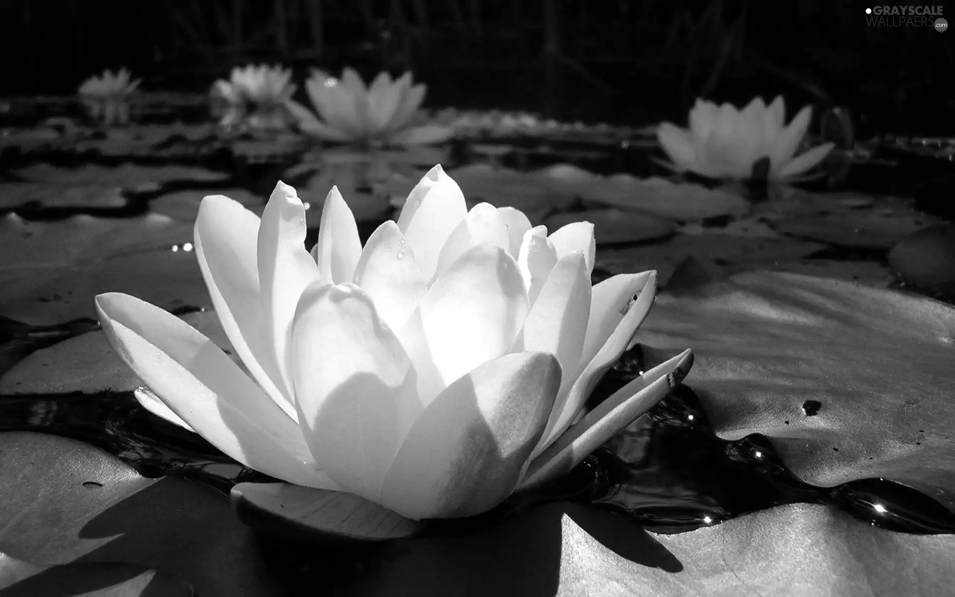 water, White, Lily