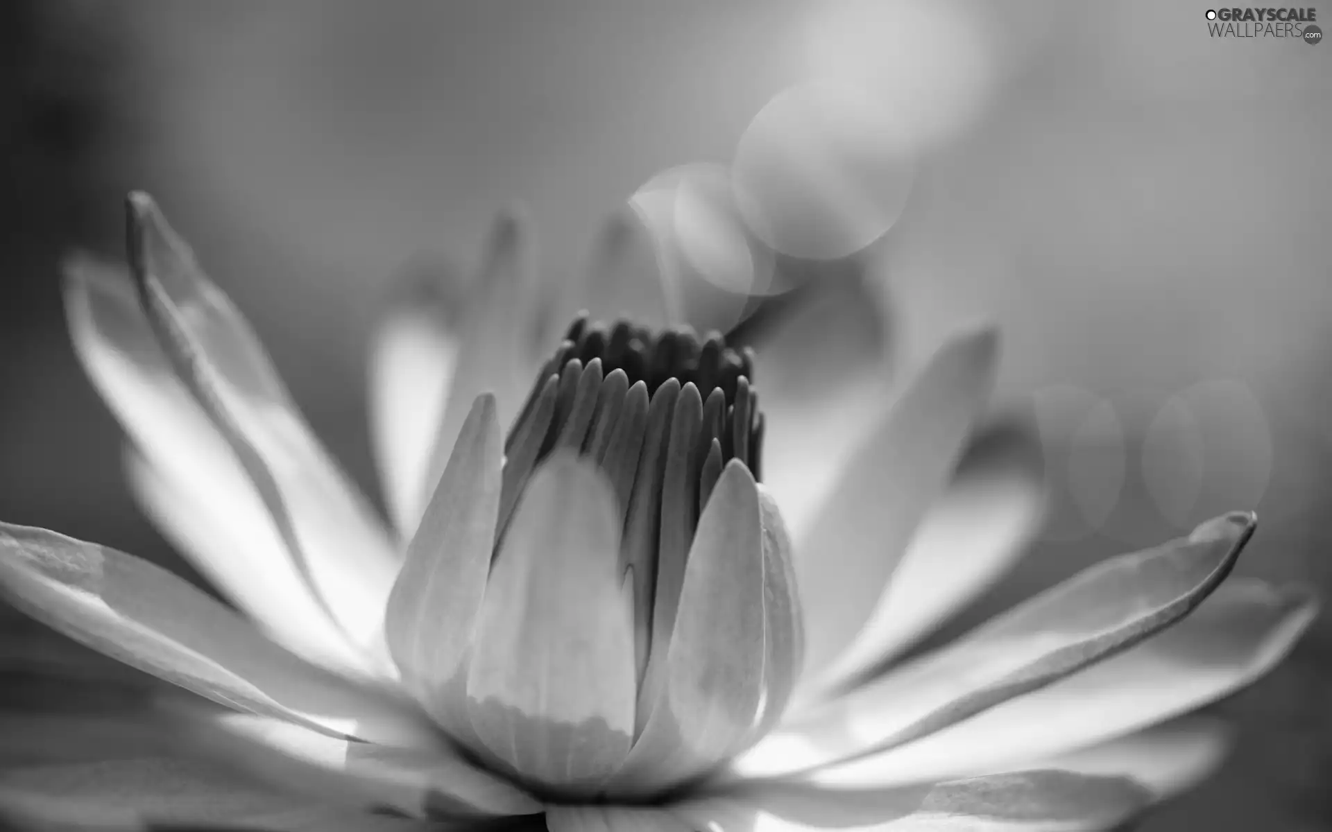 Lily, water