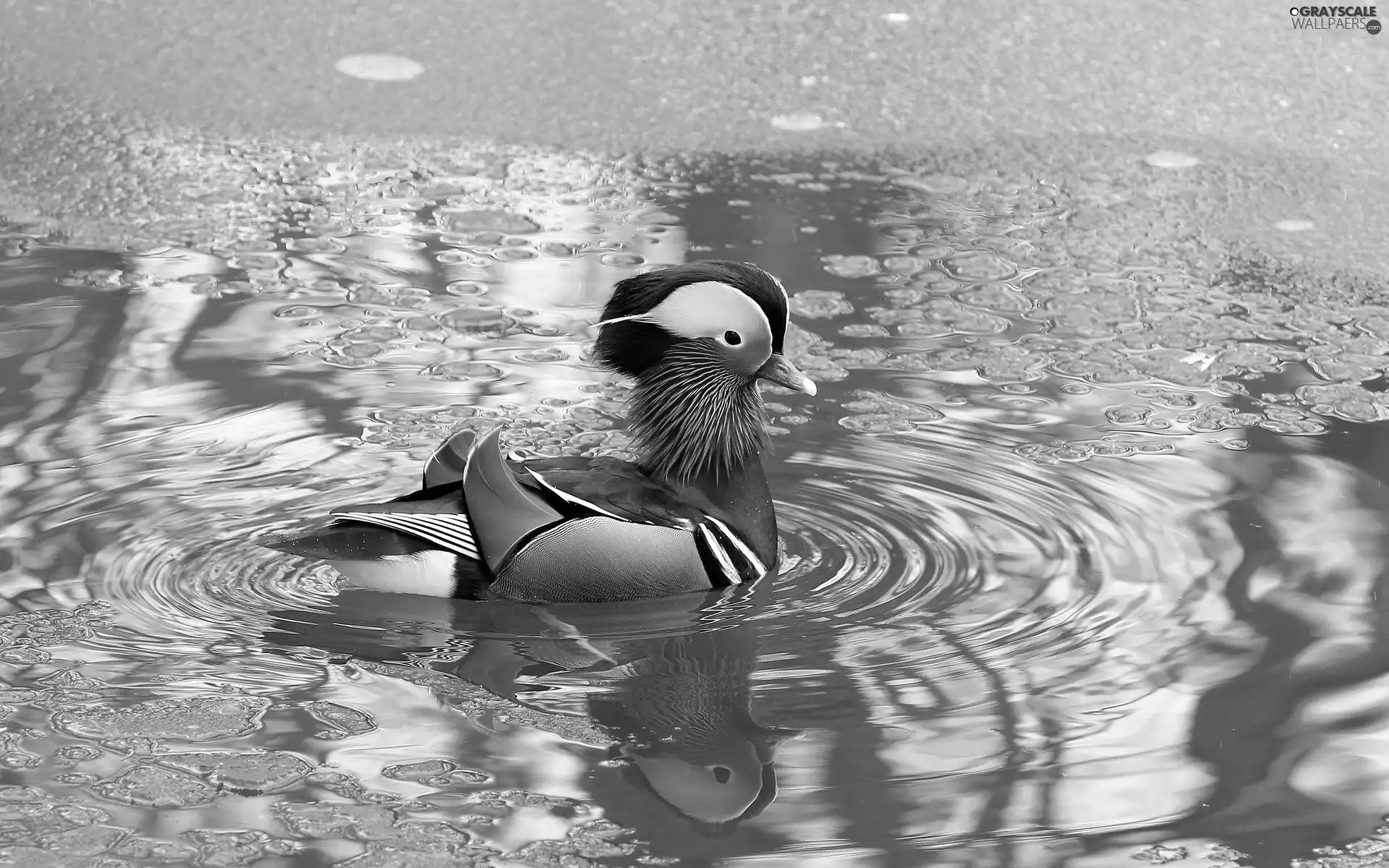 water, duck, mandarine