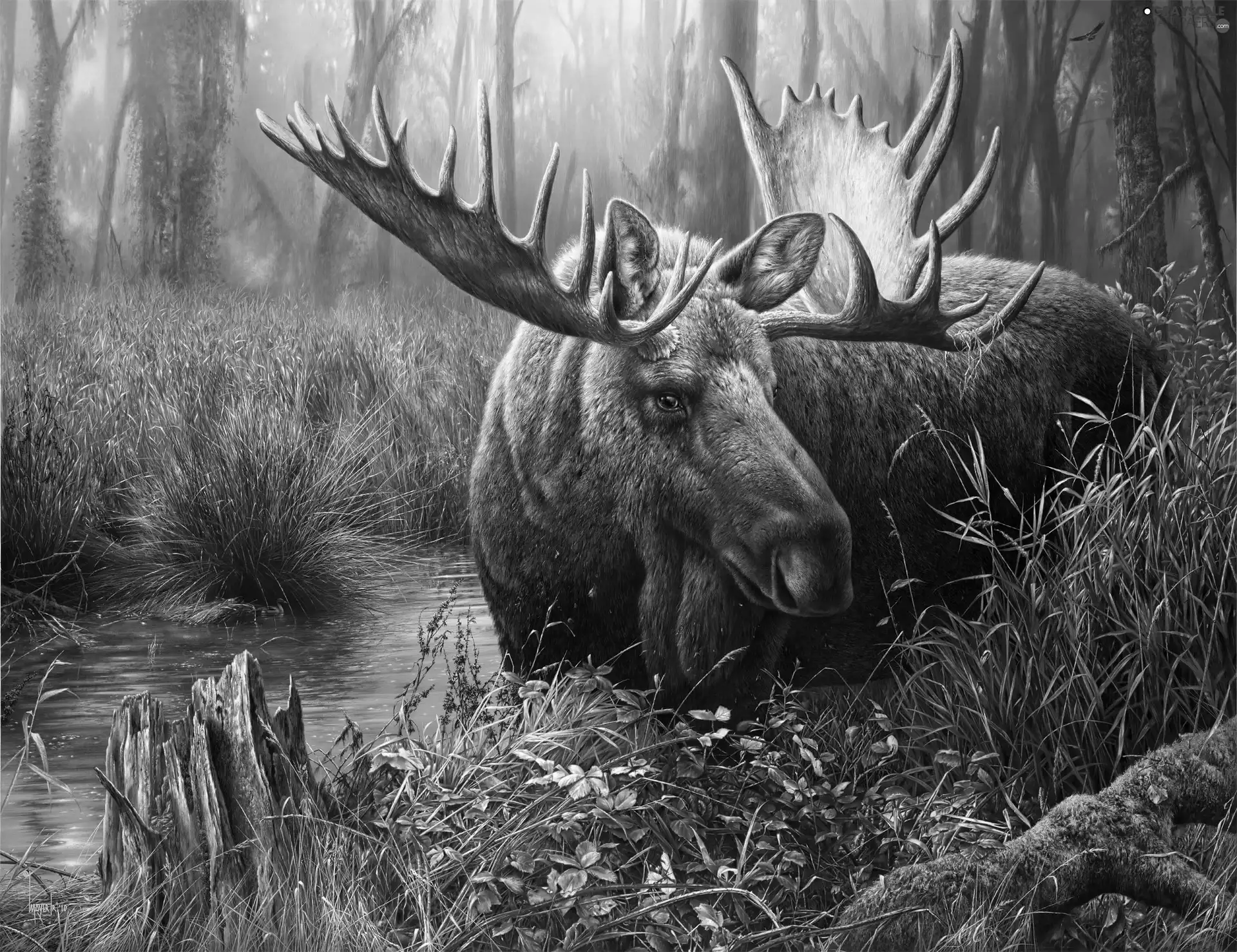moose, grass, water, forest